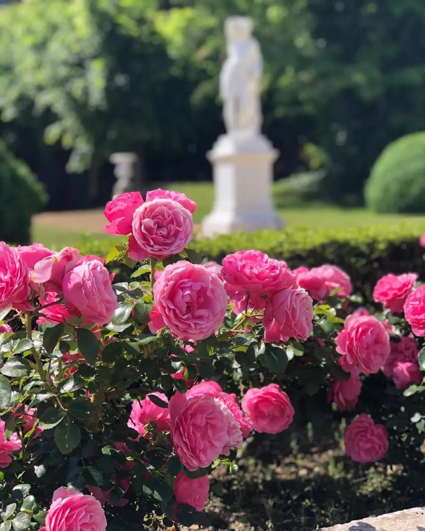 Garden in Hôtel Le Choiseul