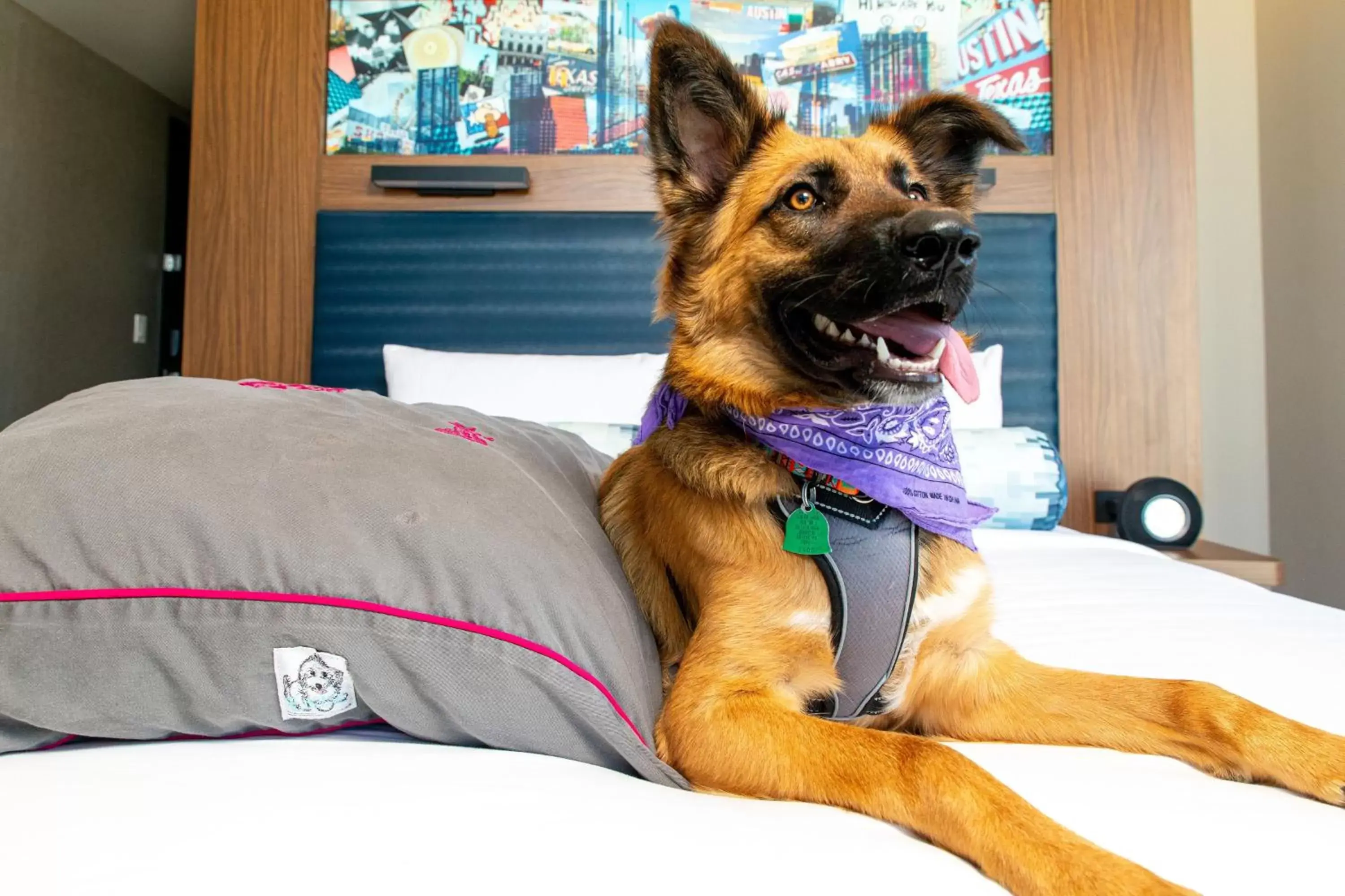 Other, Pets in Aloft Austin Downtown
