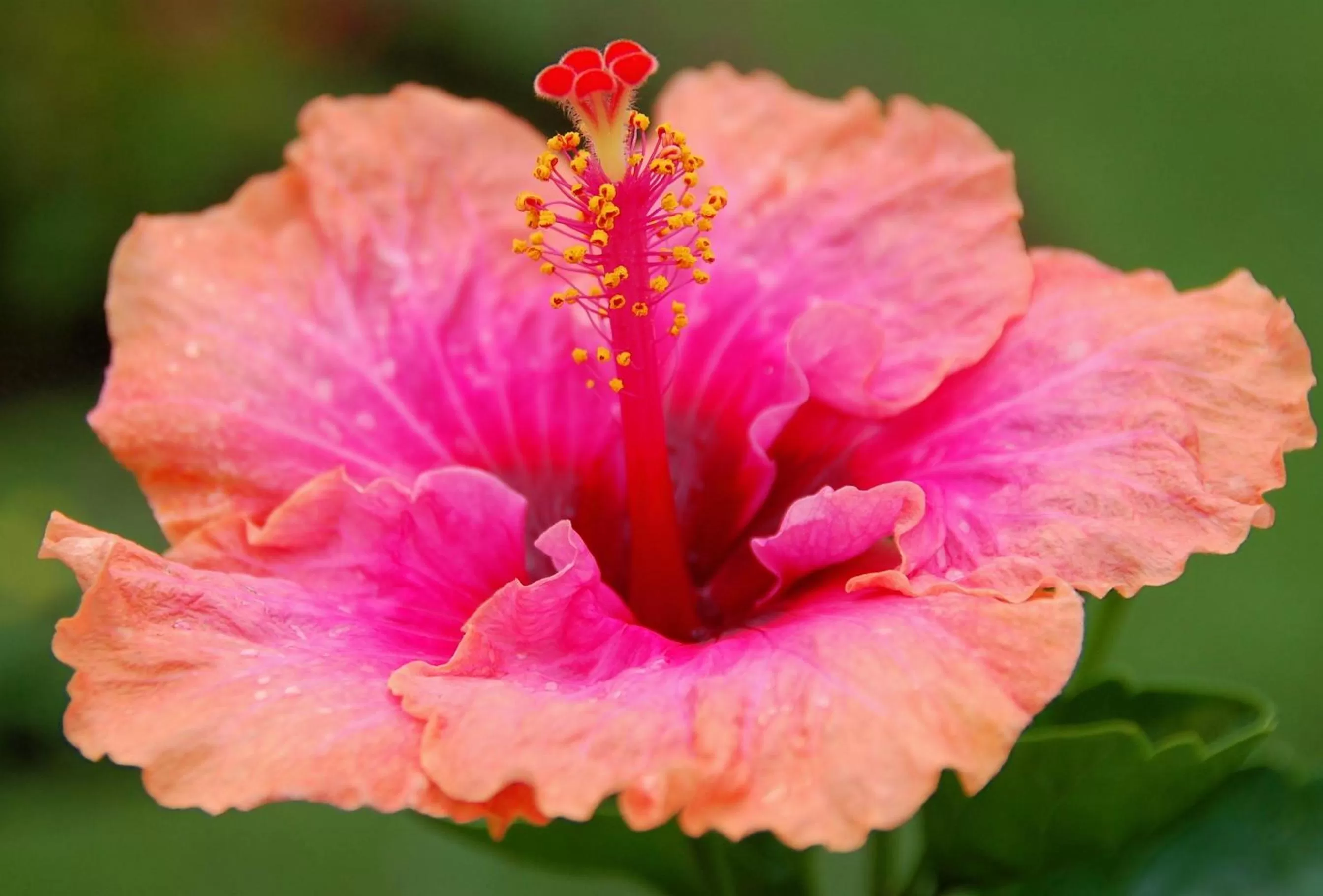 Day in Boquete Garden Inn