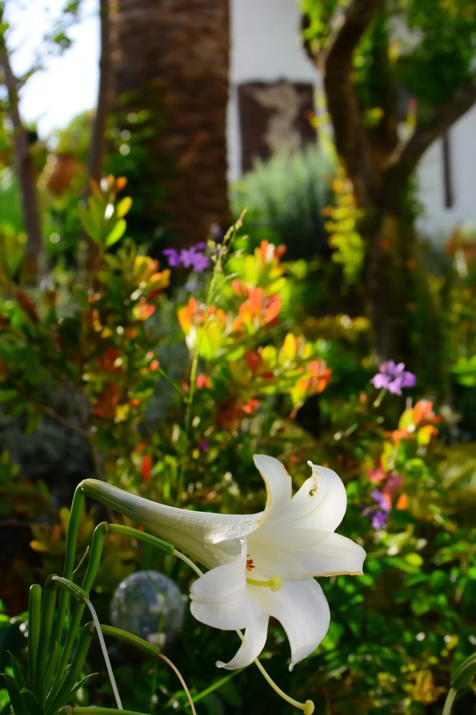 Garden in Aris Boutique Hotel