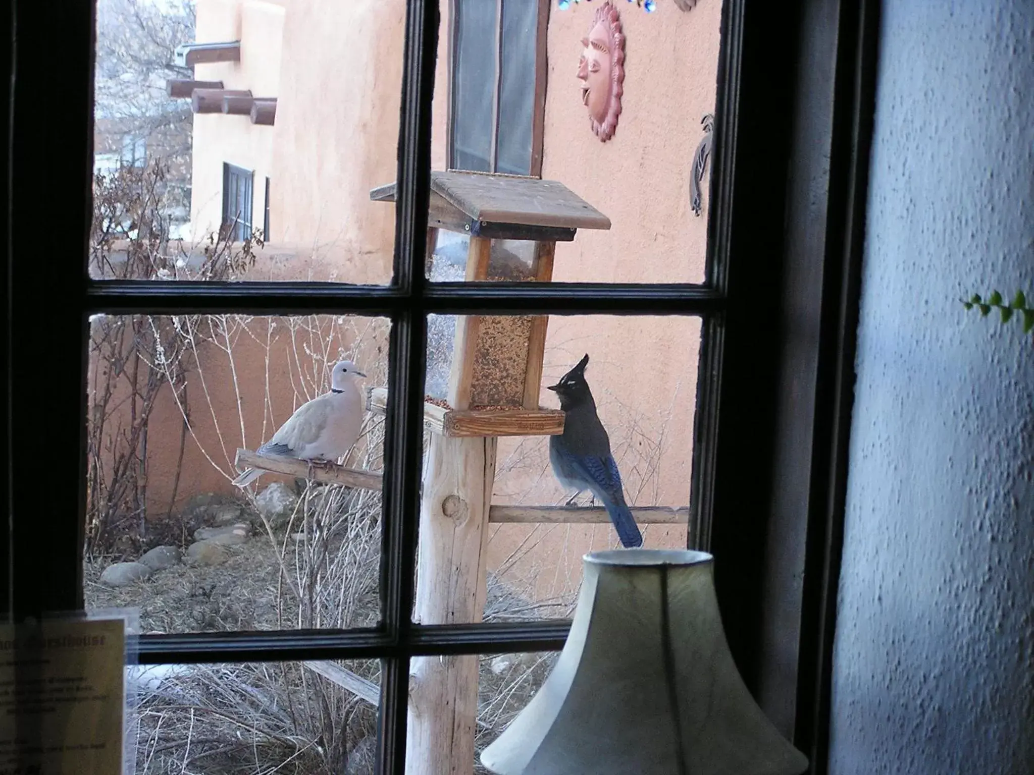 Animals, Other Animals in Old Taos Guesthouse B&B