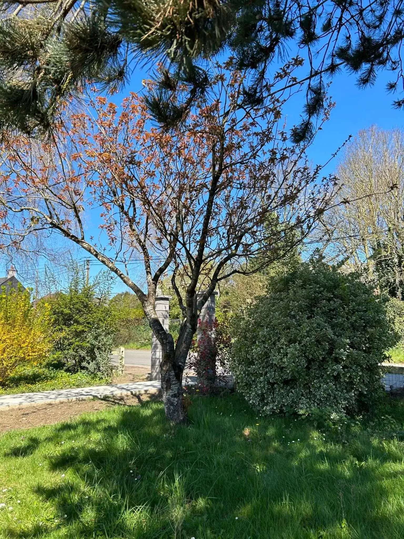 Garden in ARC EN CIEL B&B