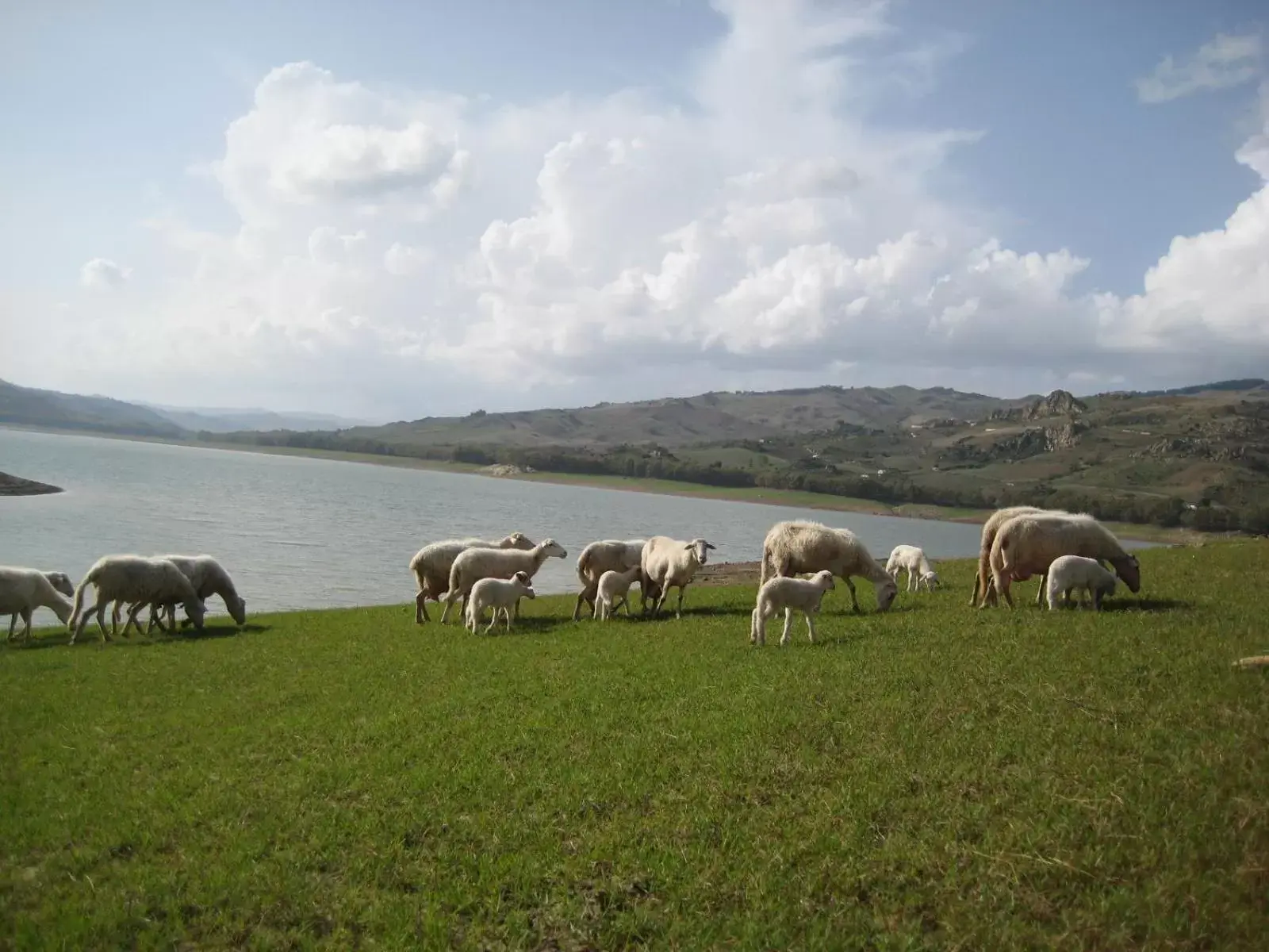 Animals, Other Animals in Oasi del Lago