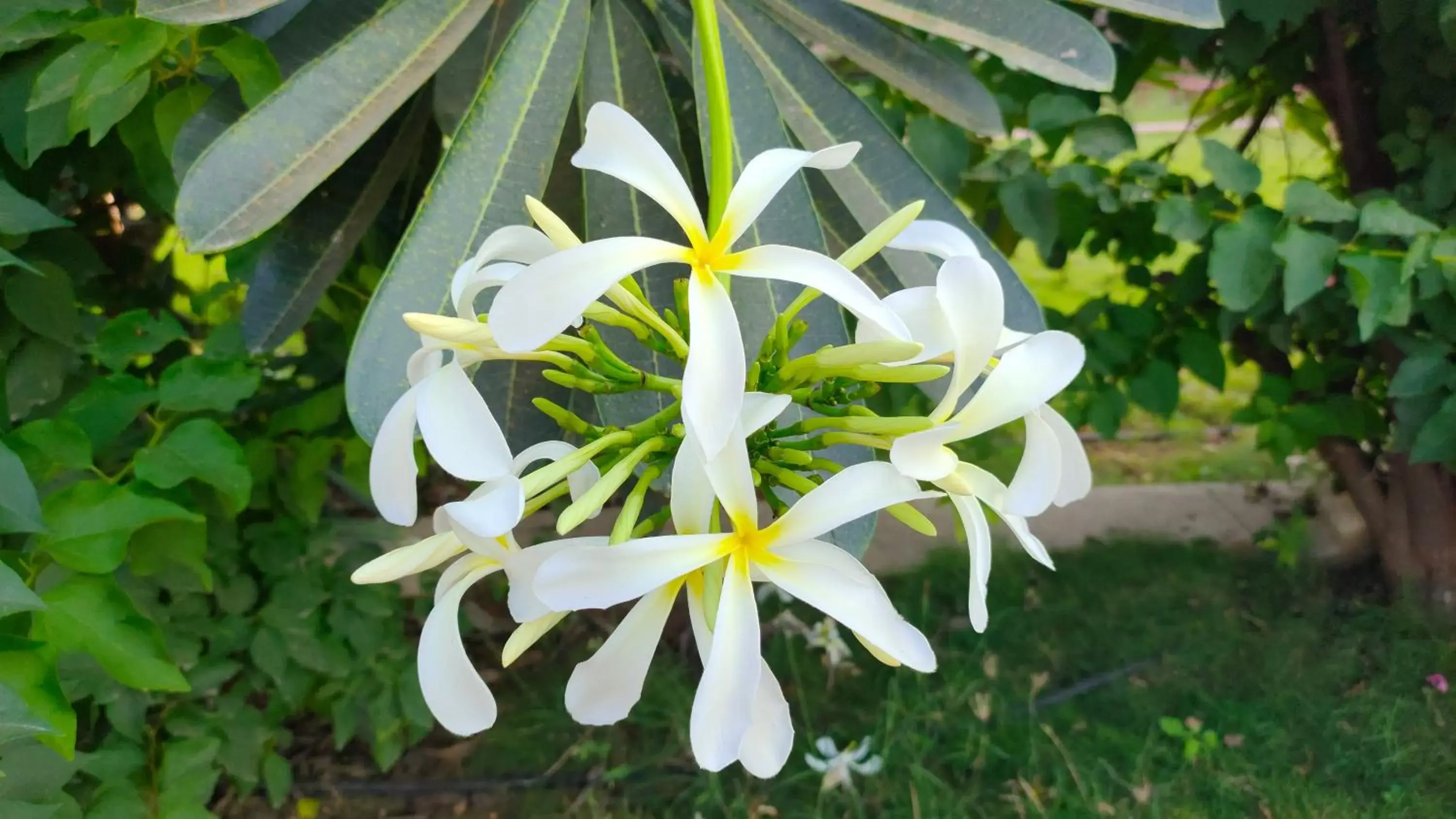 Garden in Kanthi Resorts Badami