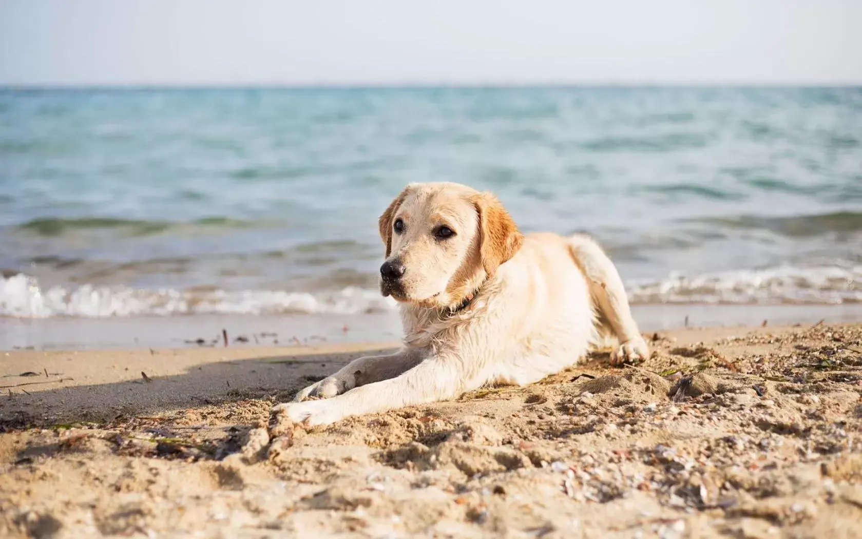 Off site, Pets in The Saint Augustine Beach House