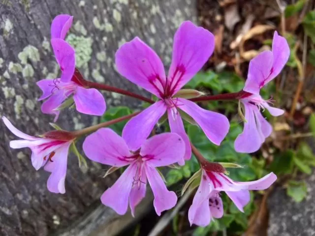 Summer in Fairway Motor Inn