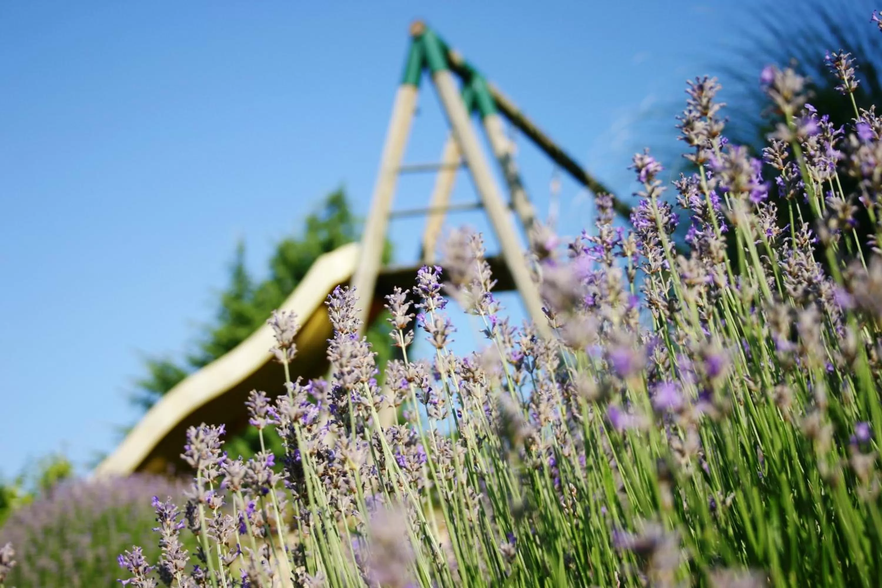 Garden in Hotel Blanc