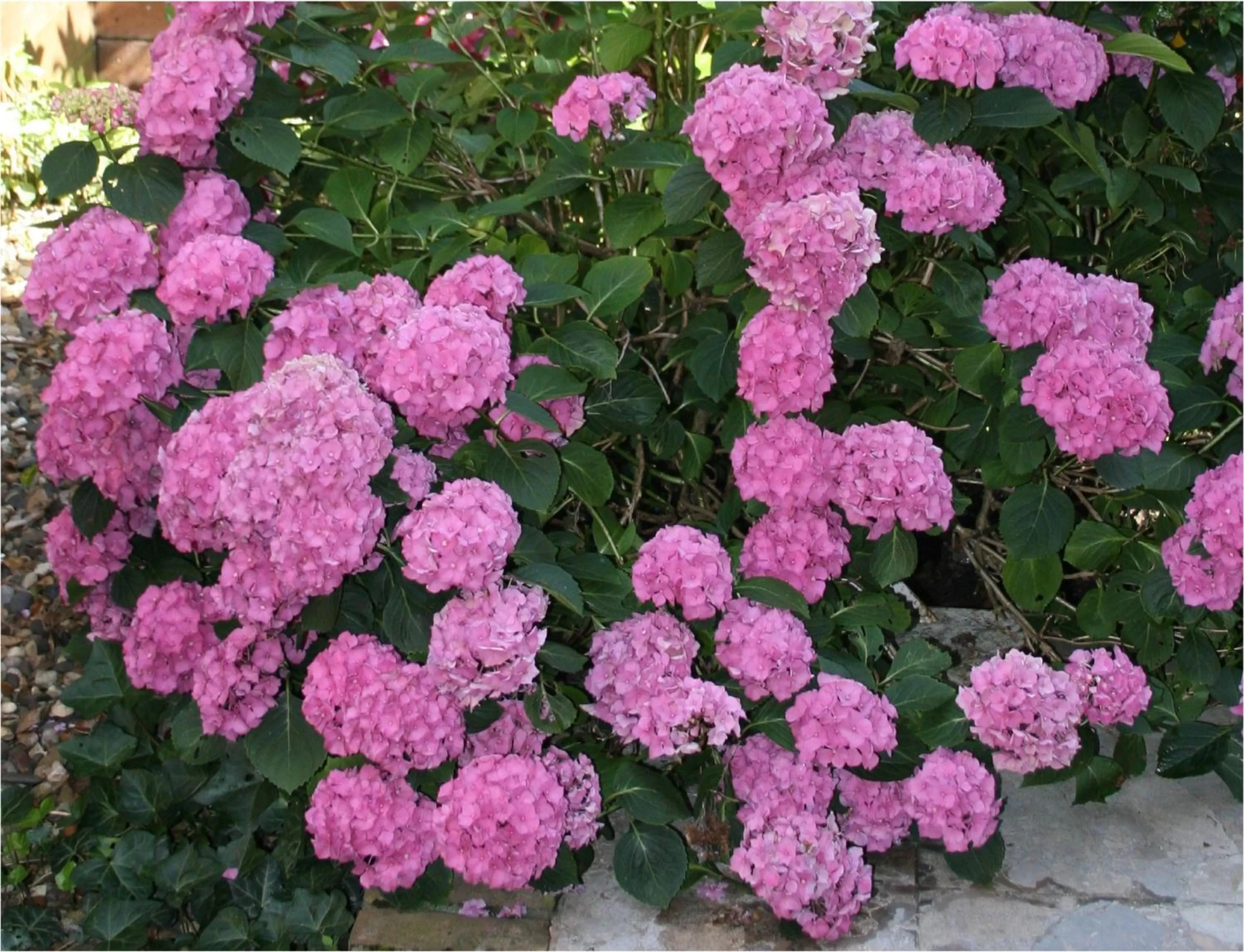 Garden in Xaviera's Bed and Breakfast