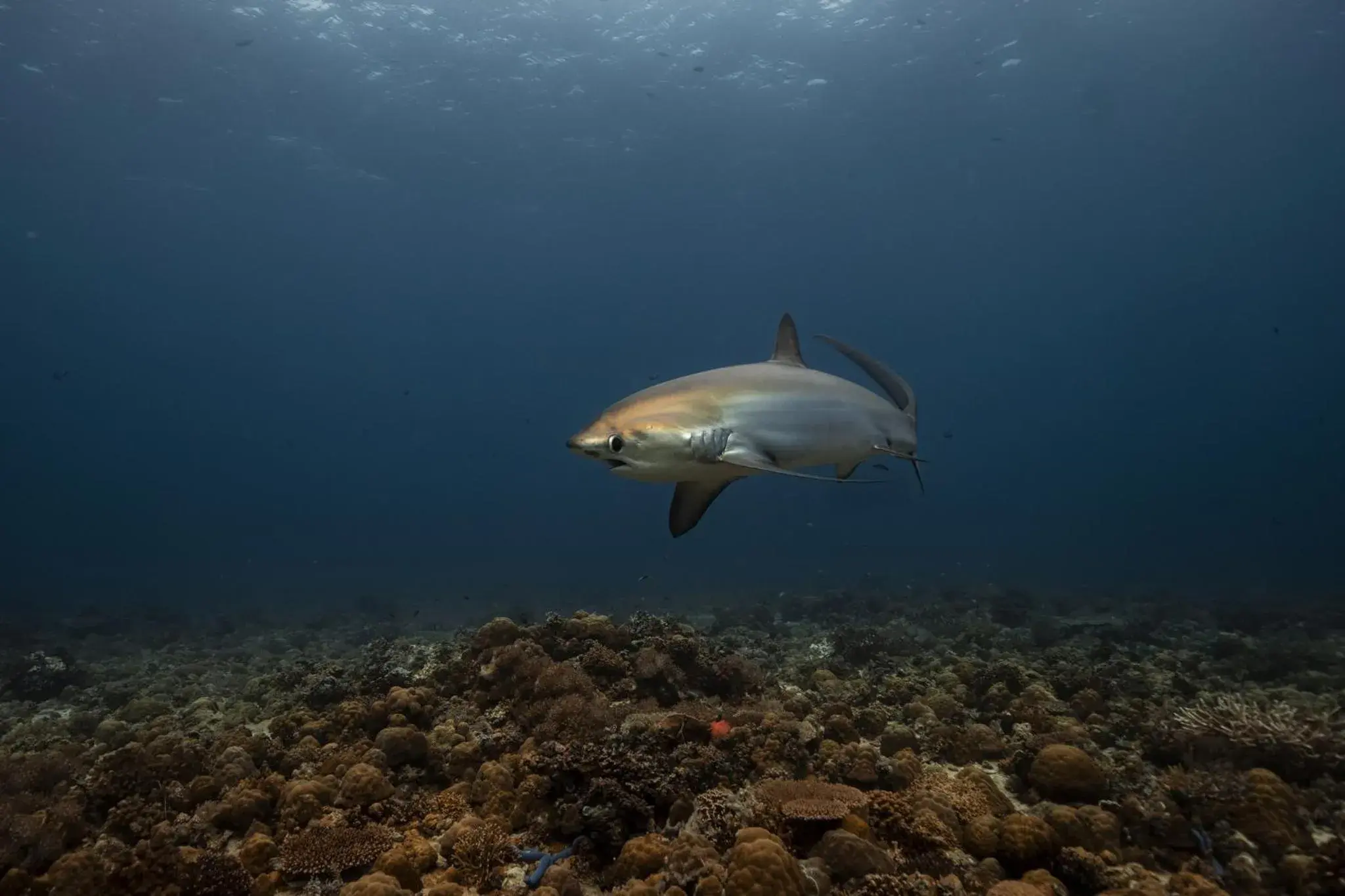 Diving, Other Animals in Buena Vida Resort and Spa