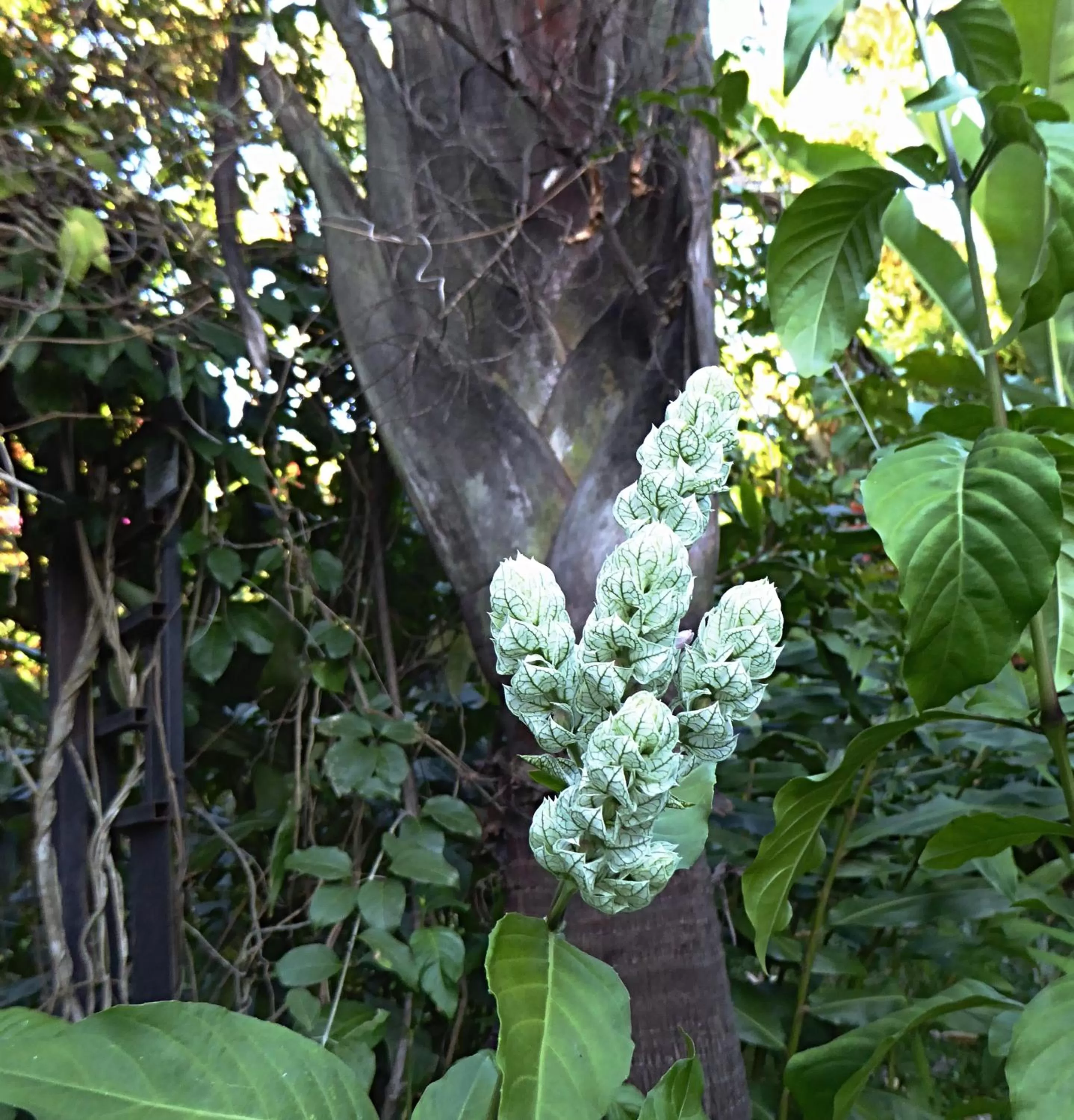 Garden, Other Animals in Pura Vida Hotel