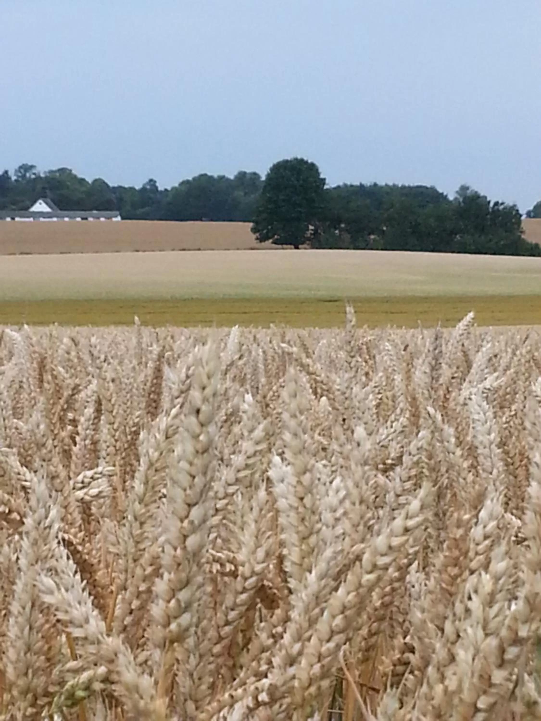 View (from property/room) in Roskilde B&B