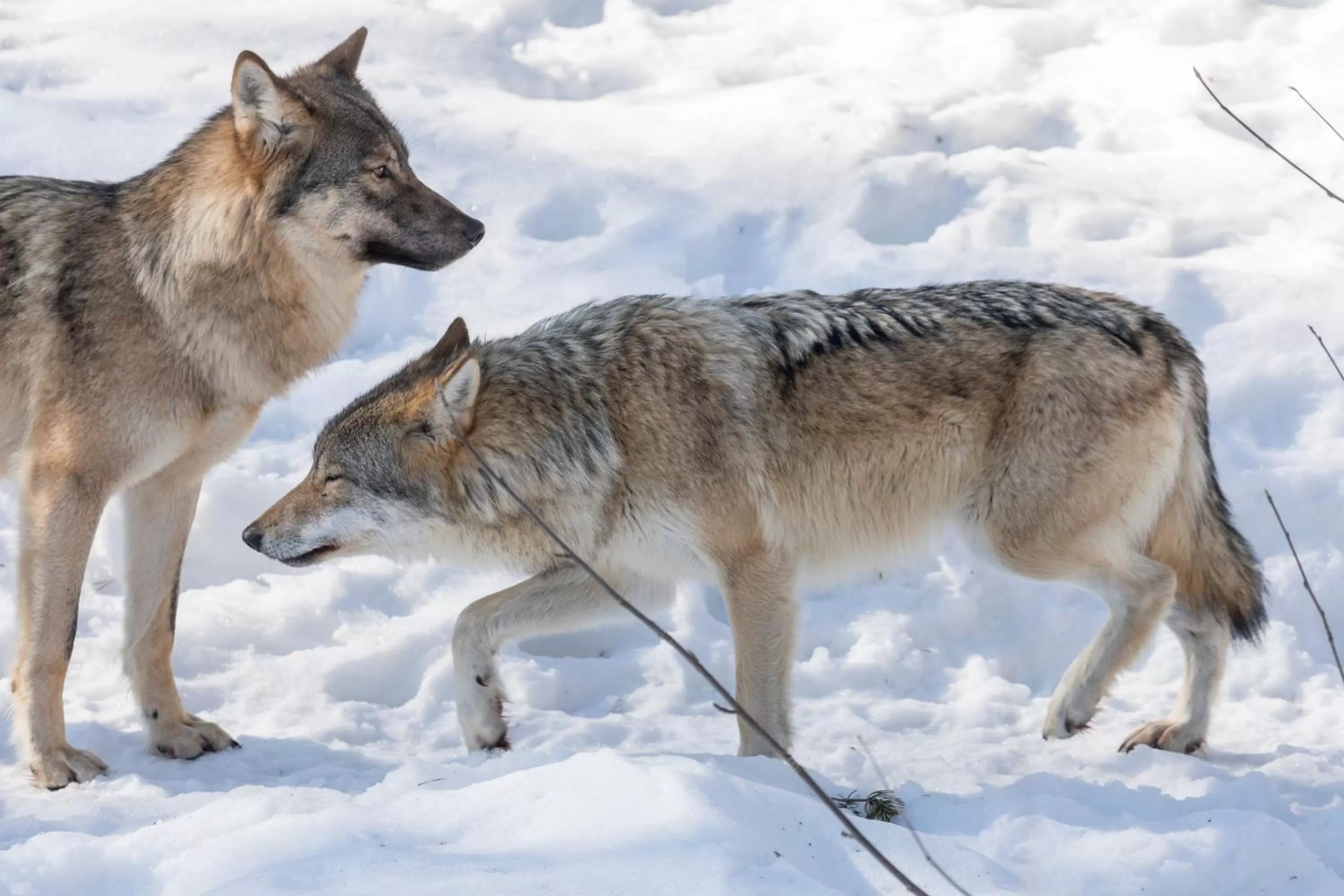 Activities in Ranua Resort Holiday Villas