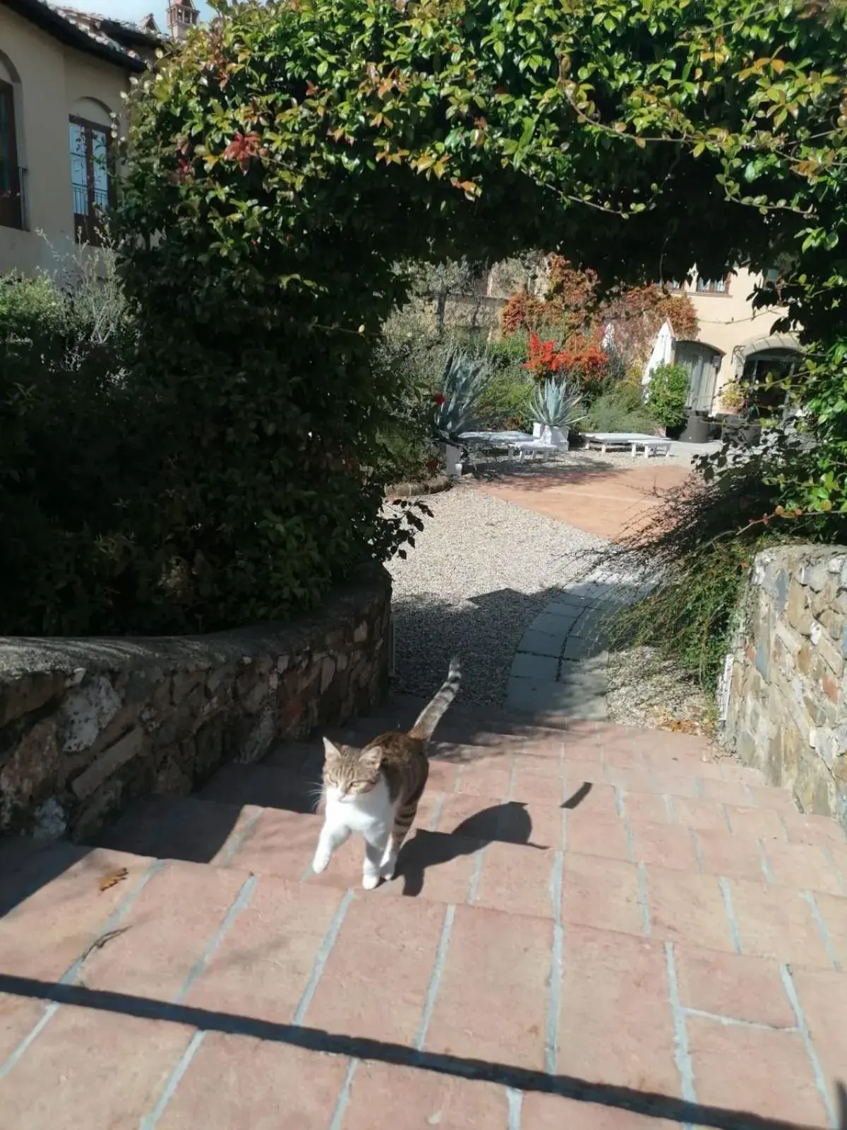 Pets in Hotel Borgo Di Cortefreda