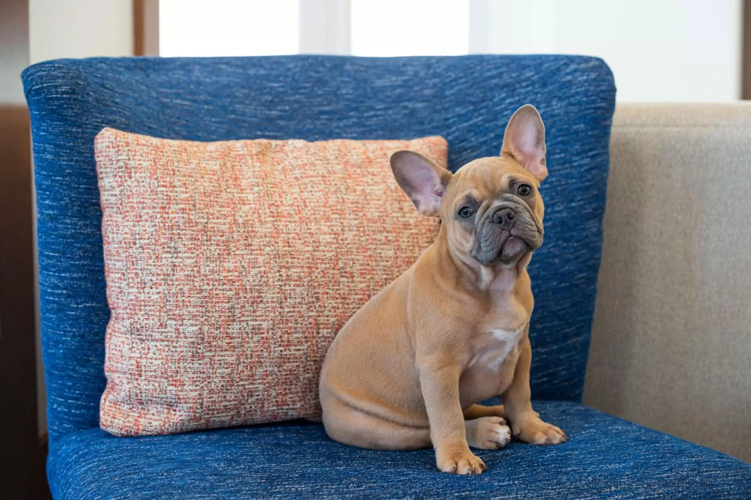 Lobby or reception, Pets in Hilton Garden Inn - Salt Lake City Airport