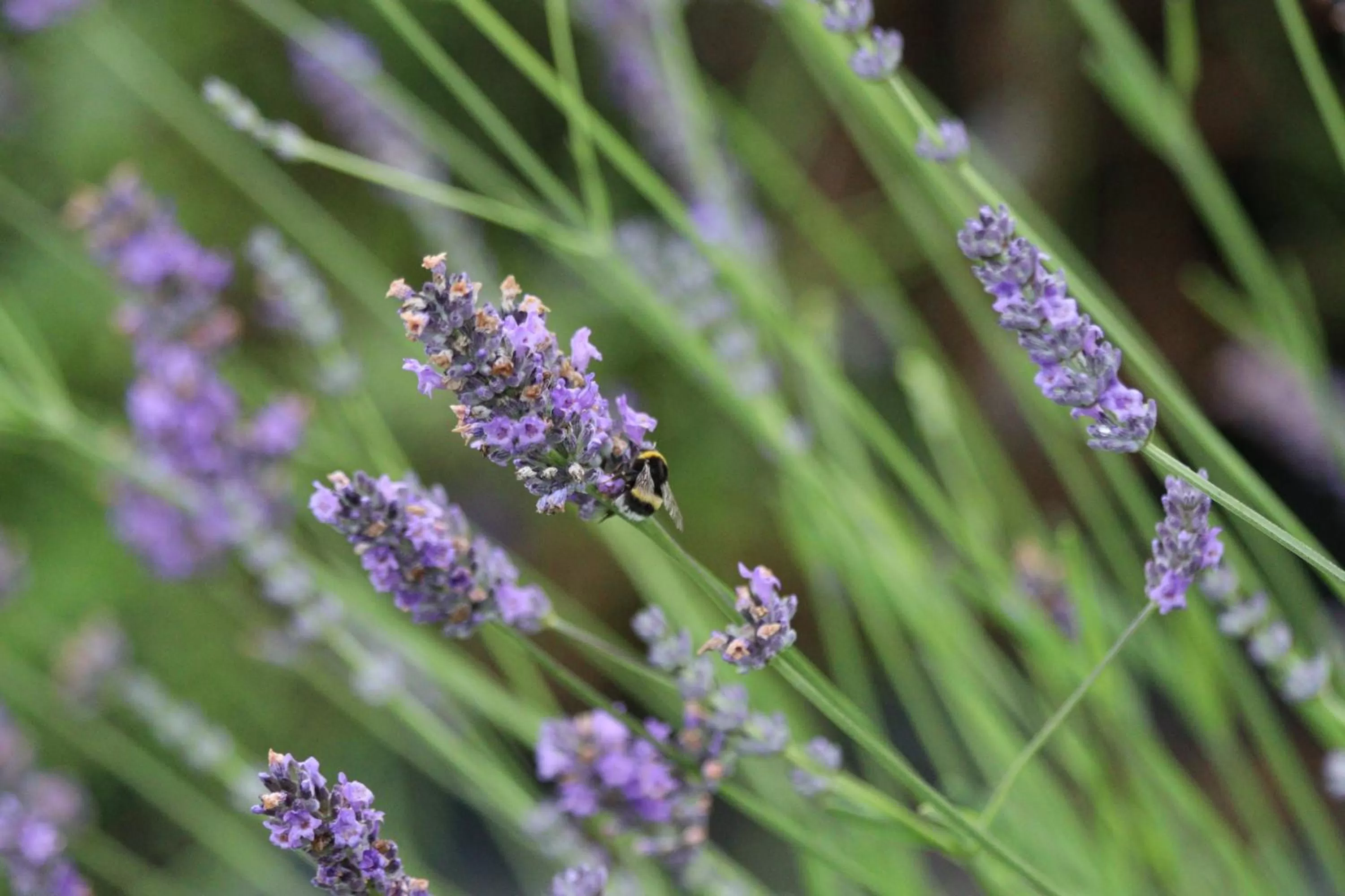 Garden in La Petite Bérais