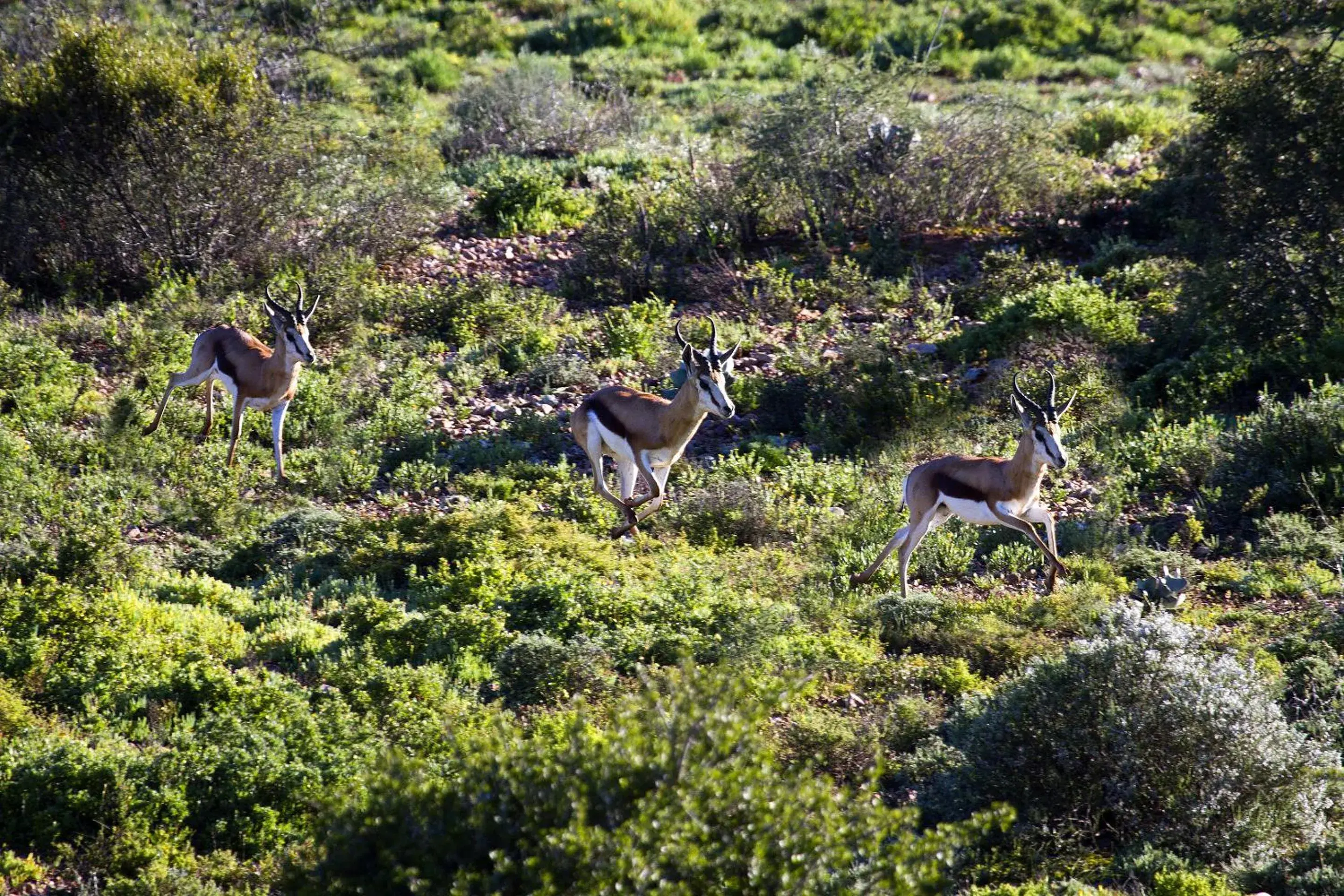 View (from property/room), Other Animals in Buffelsdrift Game Lodge