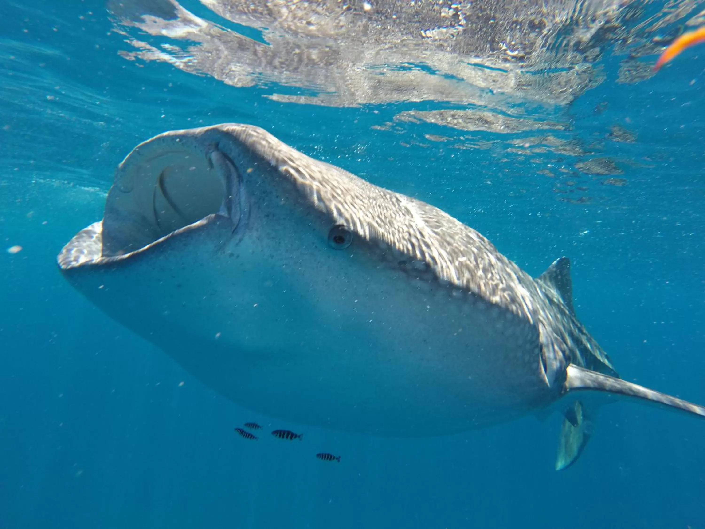 Snorkeling in Club Cantamar Beach Hotel & Marina