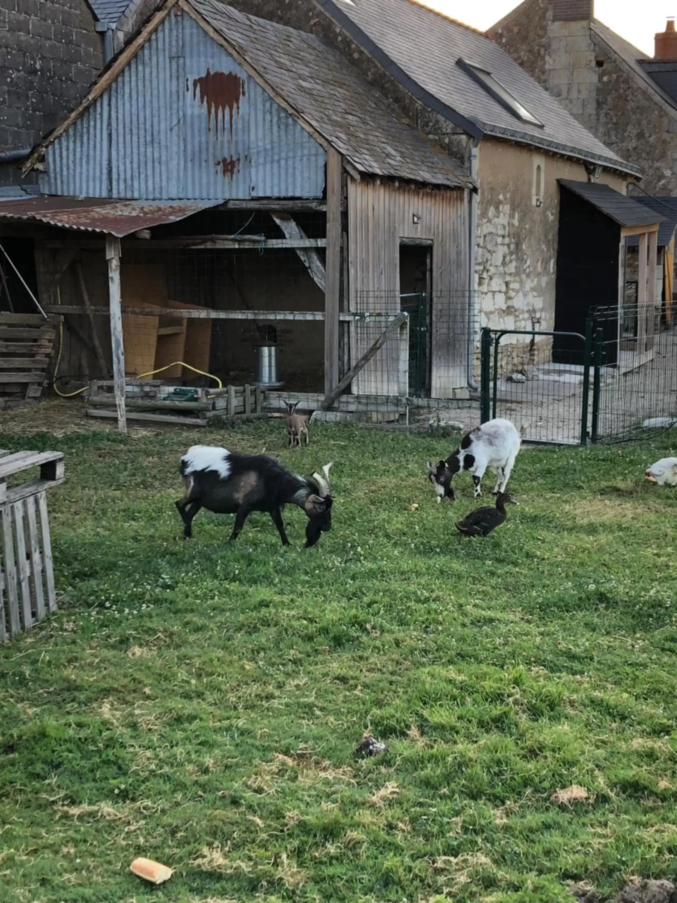 Other Animals in La Petite Ferme