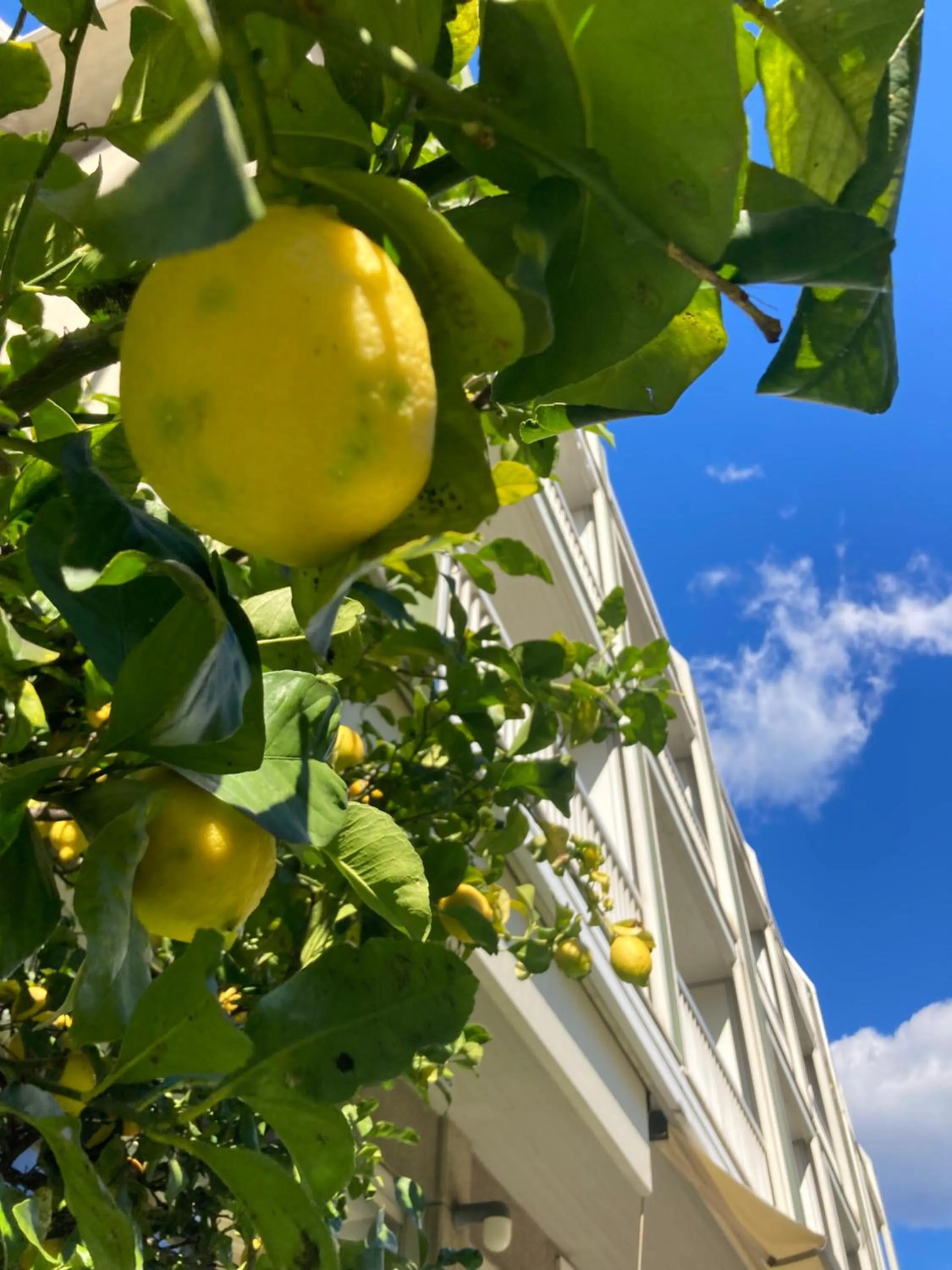 Garden in Hotel Ghironi