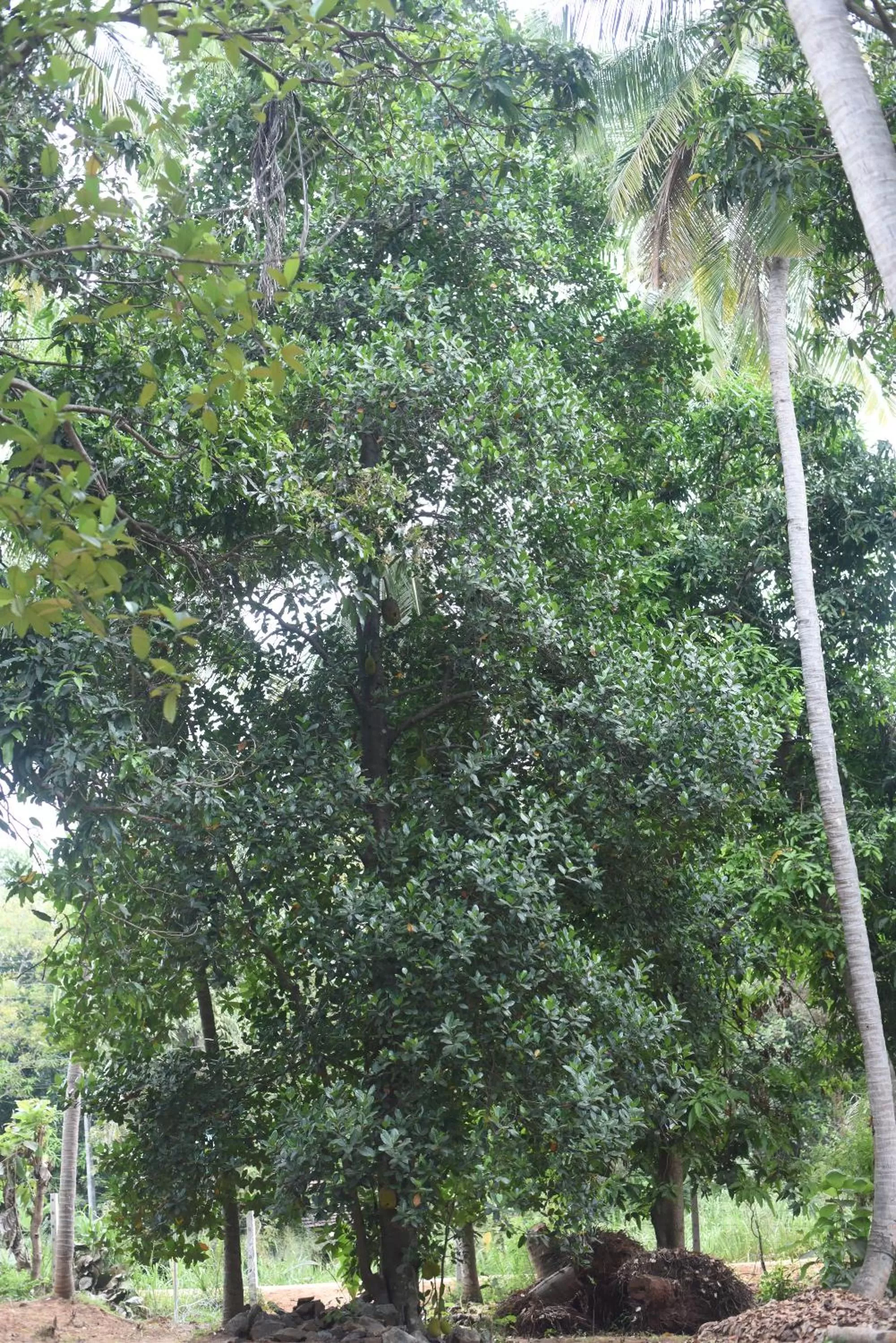 Landmark view in Kithmi Resort