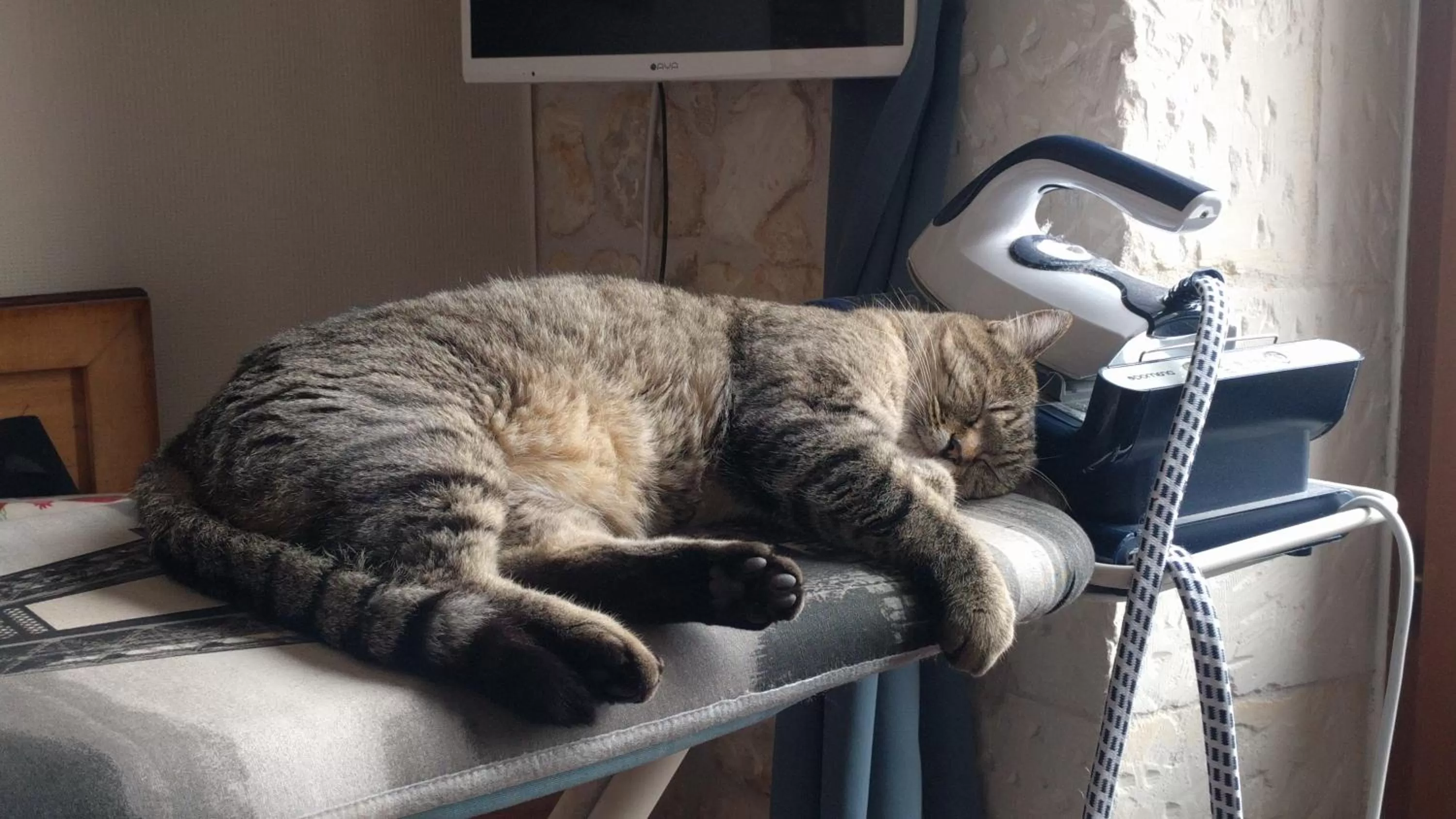 Pets in Saint James House