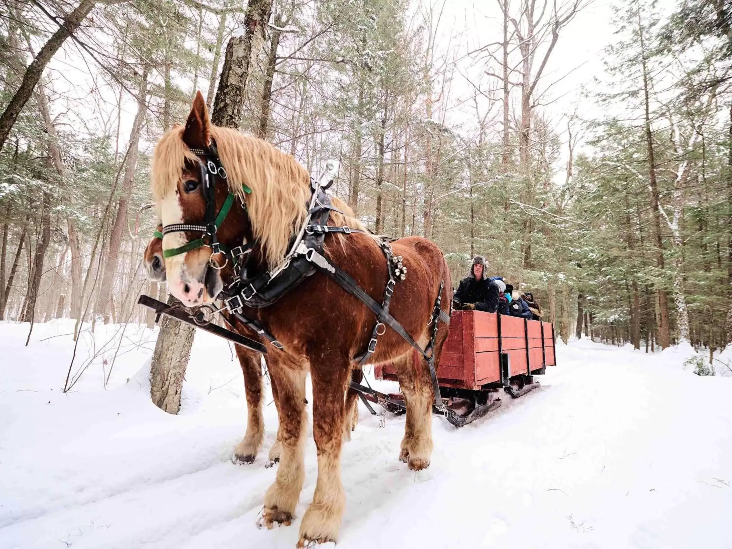 On site, Horseback Riding in Fairmont Le Chateau Montebello