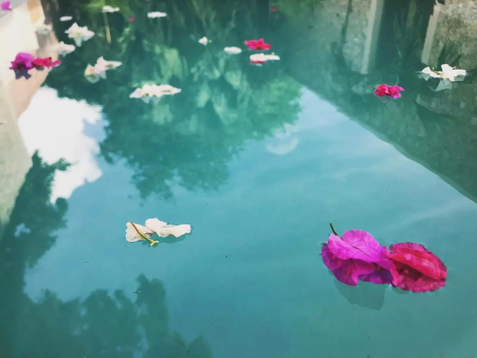 Swimming pool in Nuik Casa Tropical