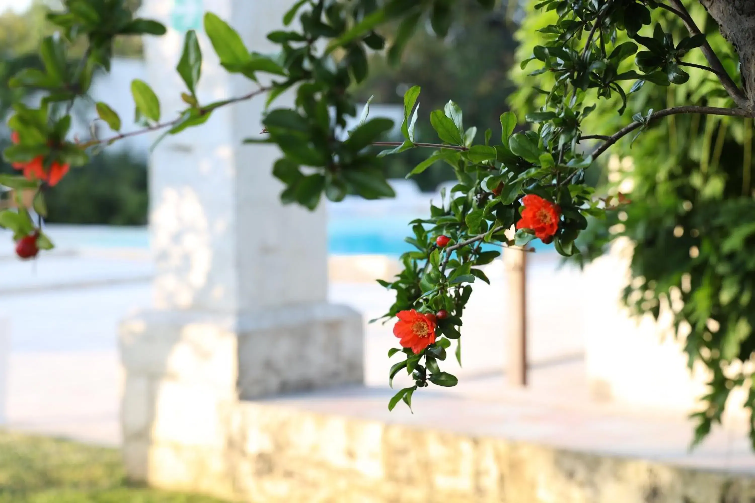 Garden in Borgo Sentinella