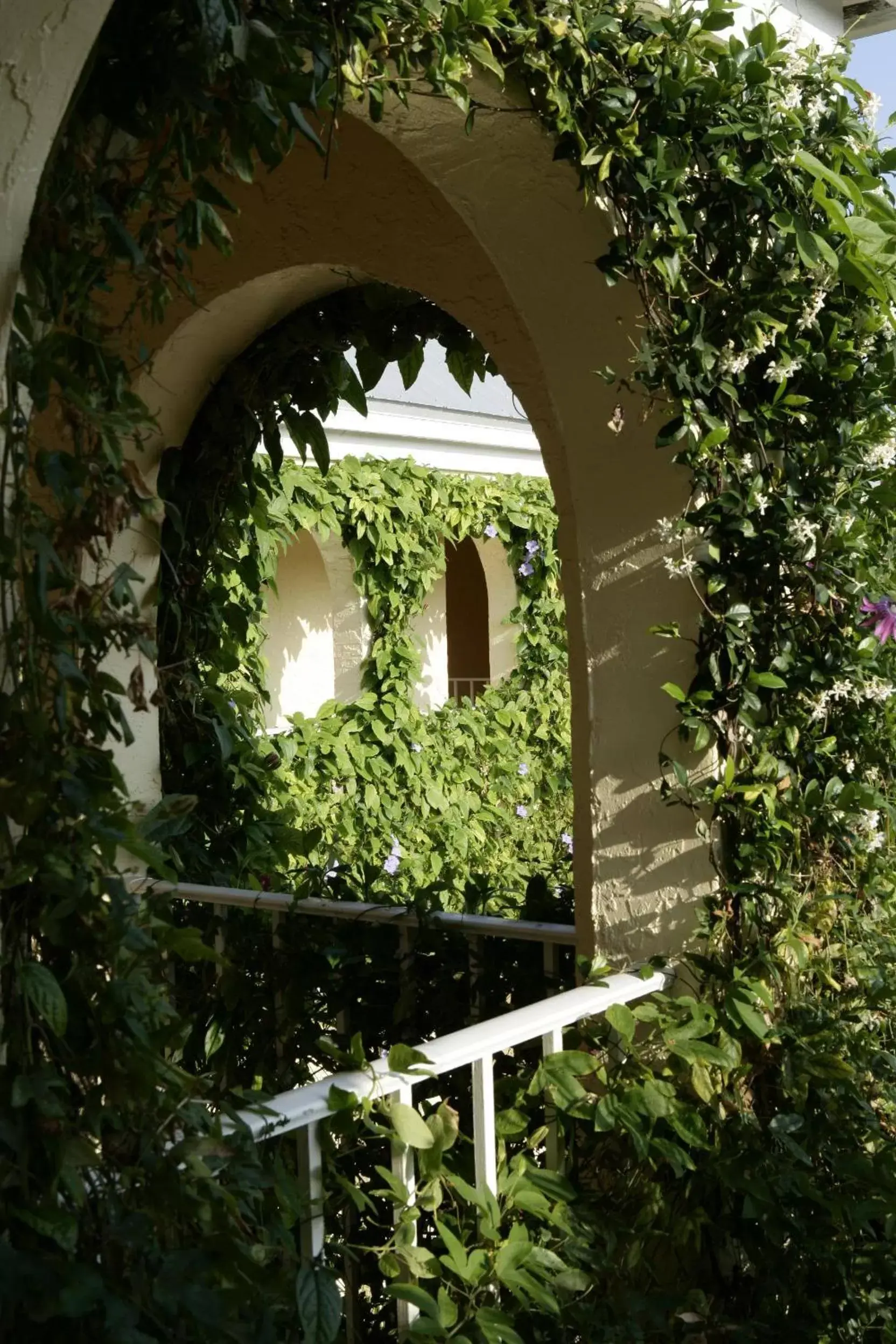 Garden in The Caribbean Court Boutique Hotel