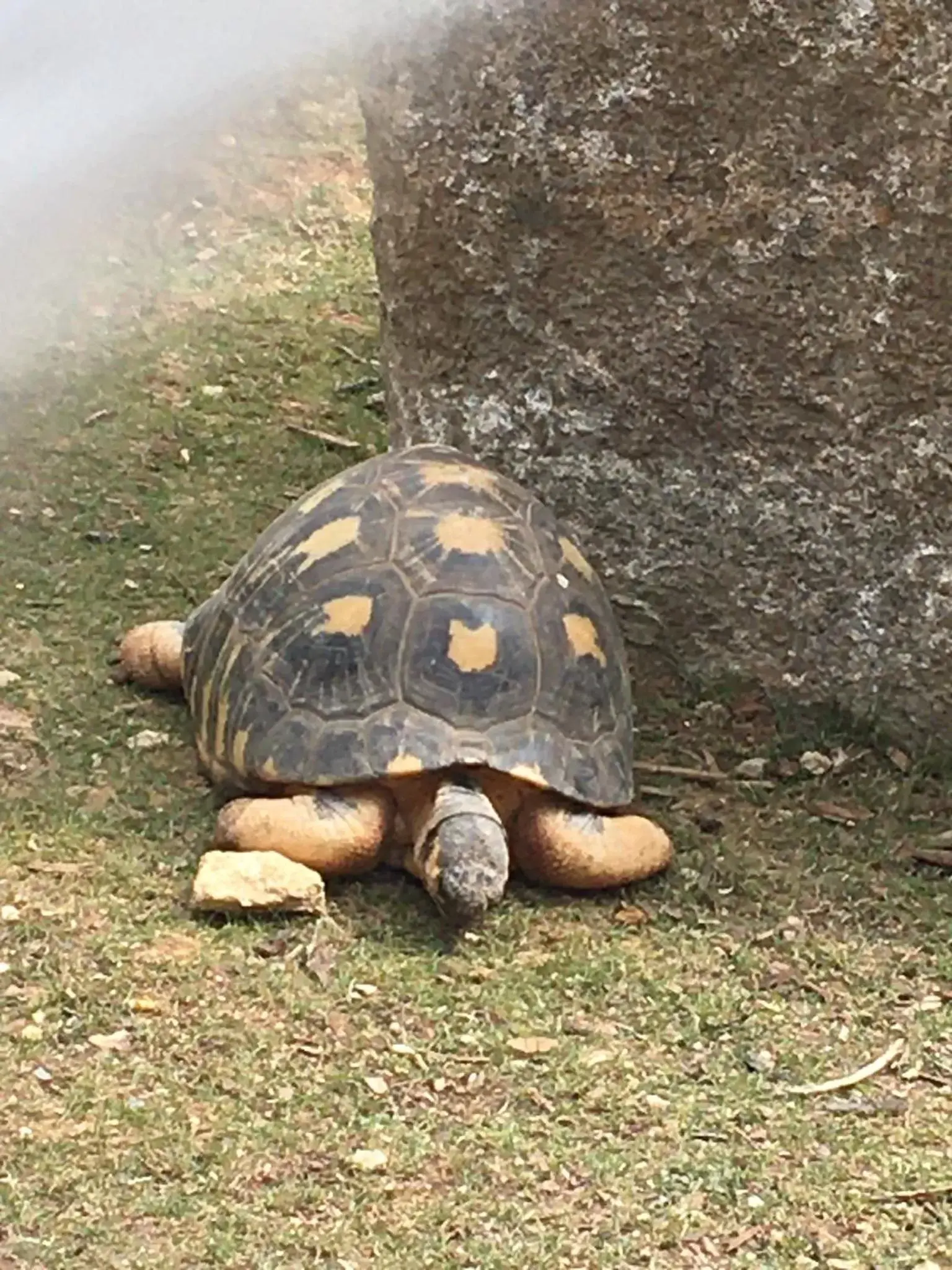 Nearby landmark, Other Animals in « Chez Annie »