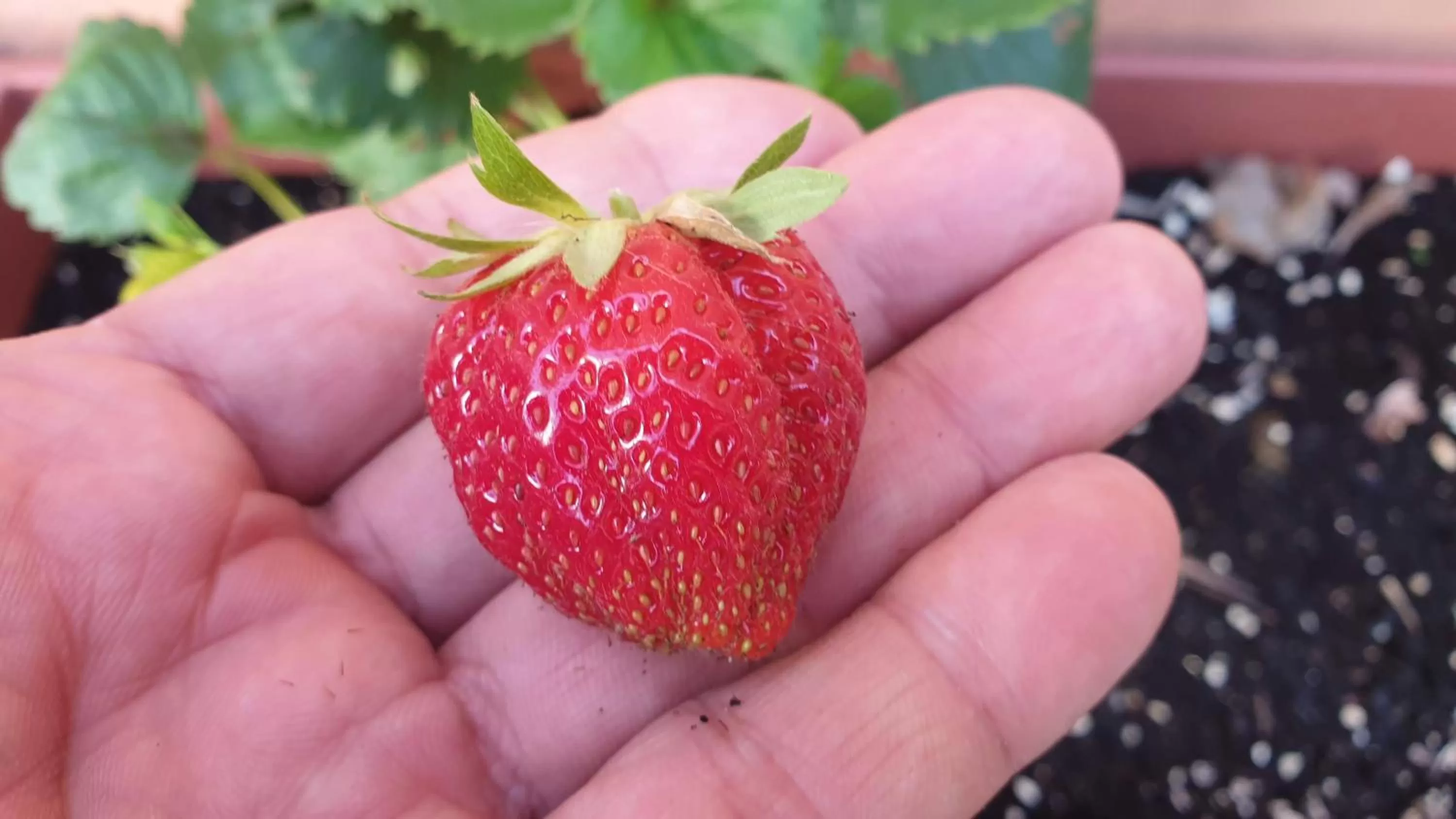 Food in La Casa del Torreón