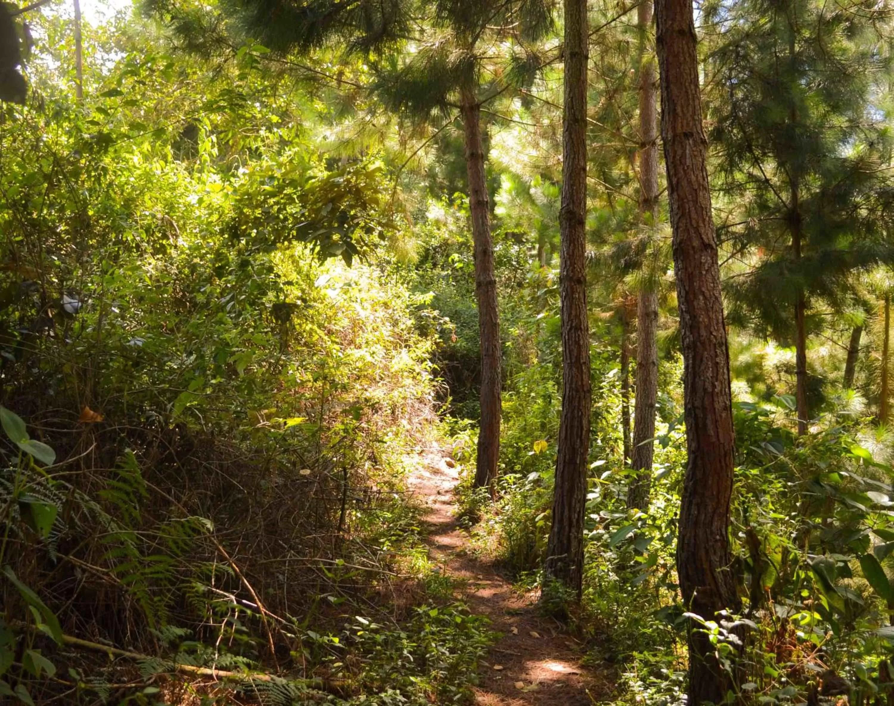 Hiking in Eco Lodge La Juanita