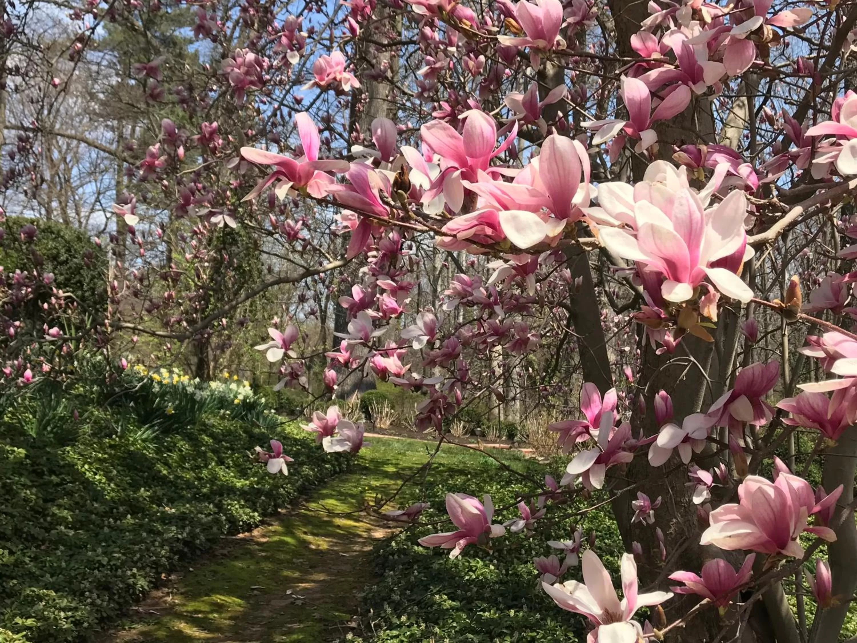 Garden in Gramercy Mansion