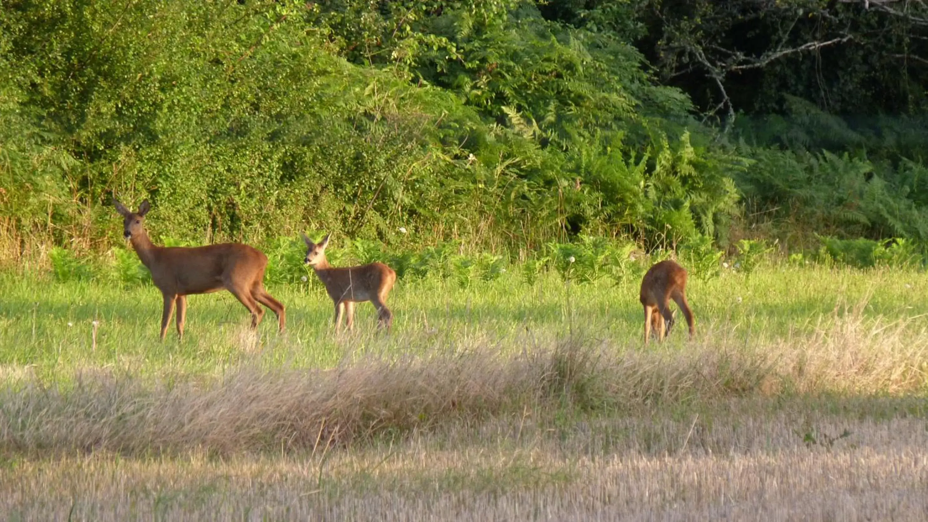 Garden view, Other Animals in Chambres d'hôtes de Kerpunce