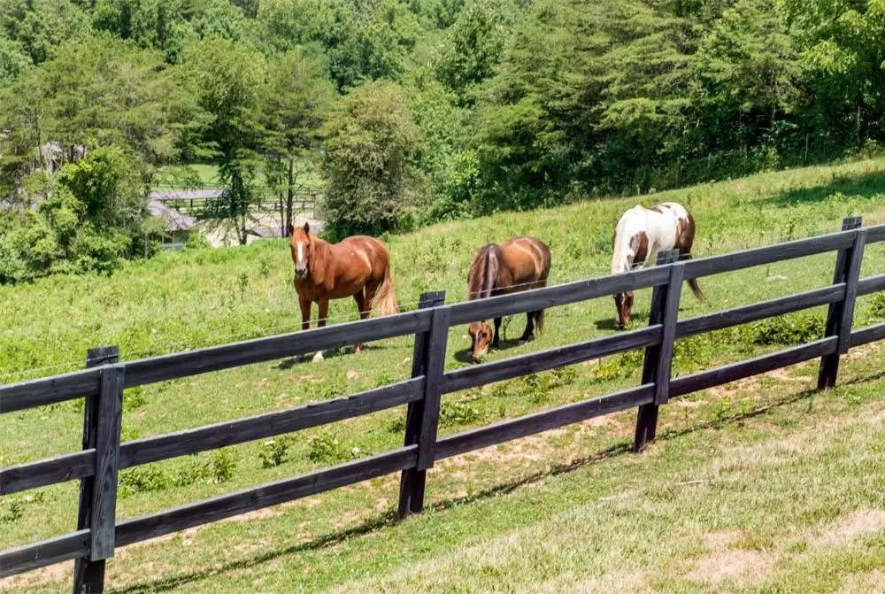 Horse-riding in Brasstown Valley Resort & Spa