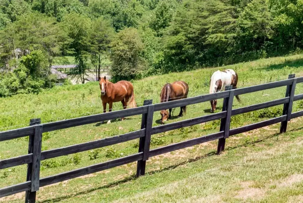 Horse-riding, Other Animals in Brasstown Valley Resort & Spa