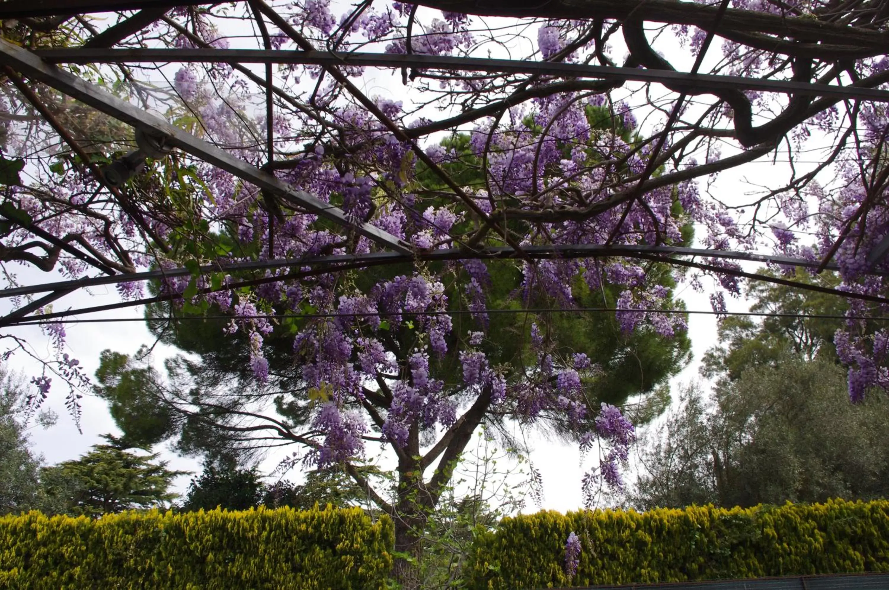 Garden in La Piccola Locanda