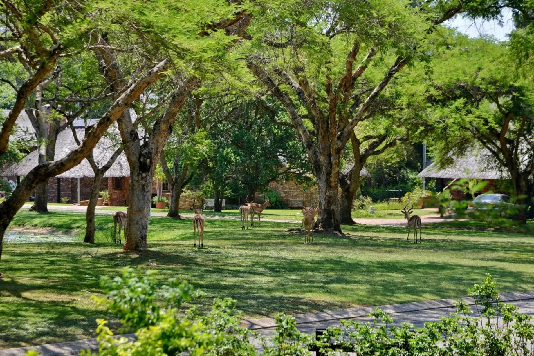 Natural landscape, Garden in Cambalala - Luxury Units - in Kruger Park Lodge - Serviced Daily, Free Wi-Fi