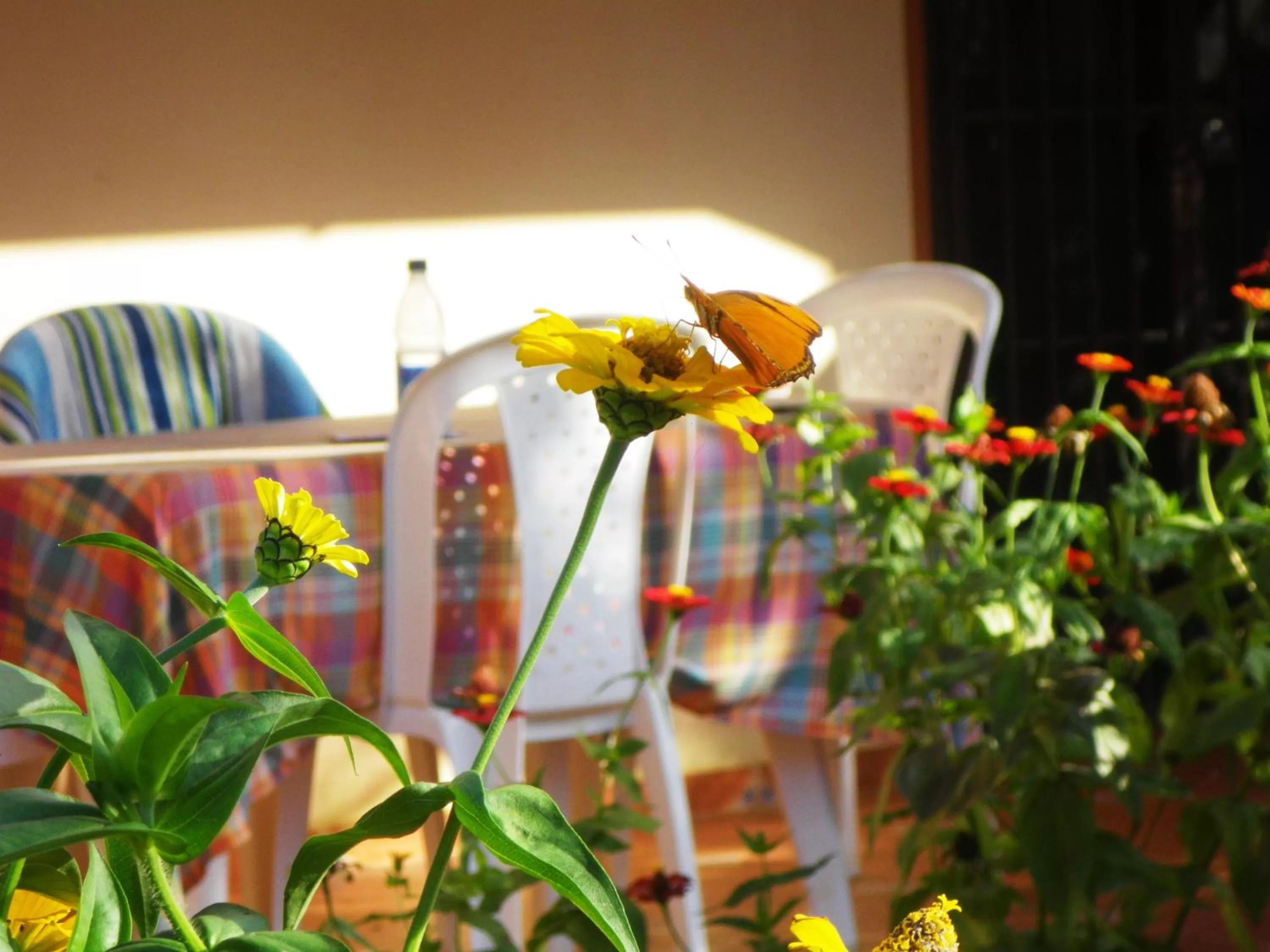 Animals in Casa Lily & Coco