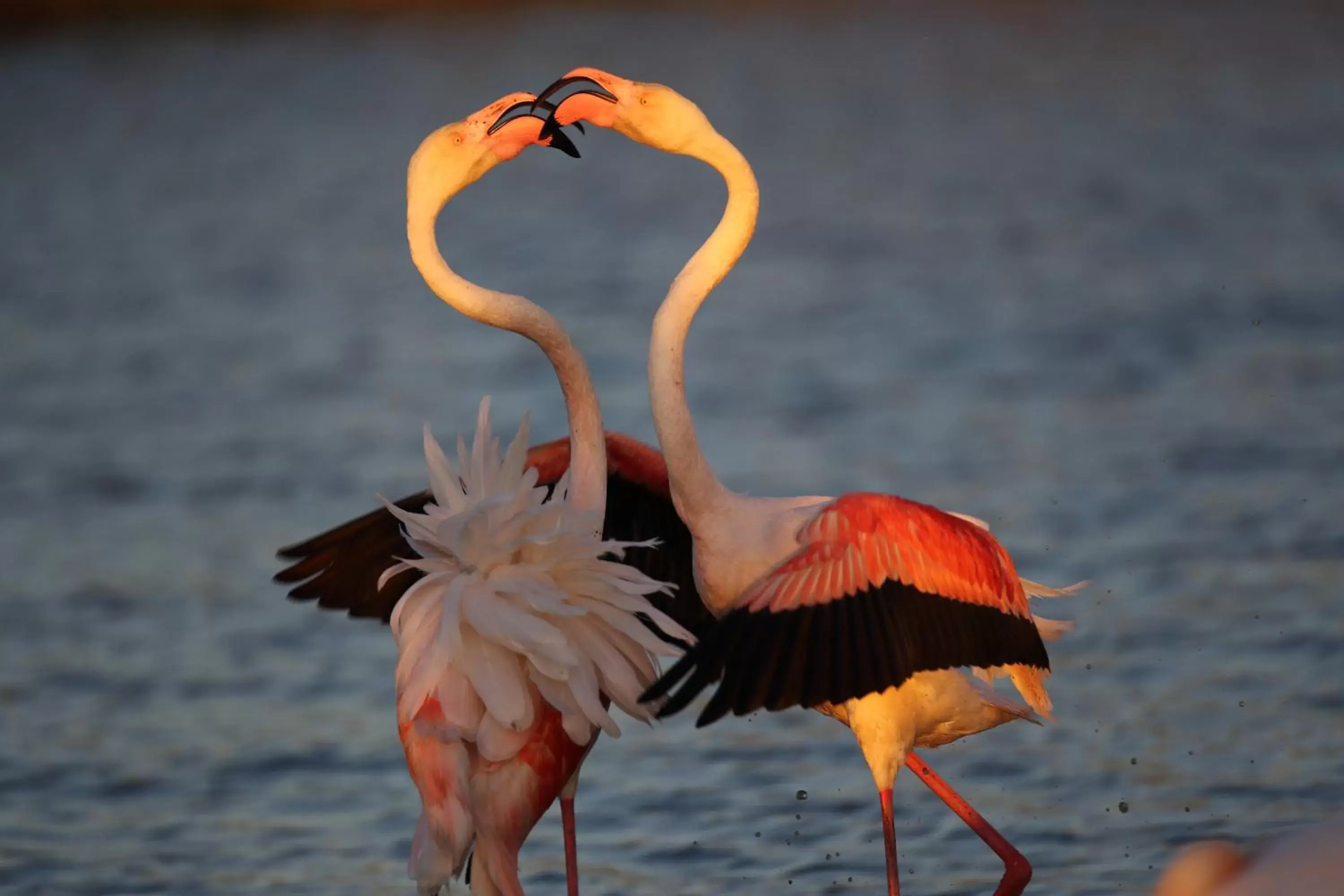 Other Animals in Mazet du Maréchal Ferrant