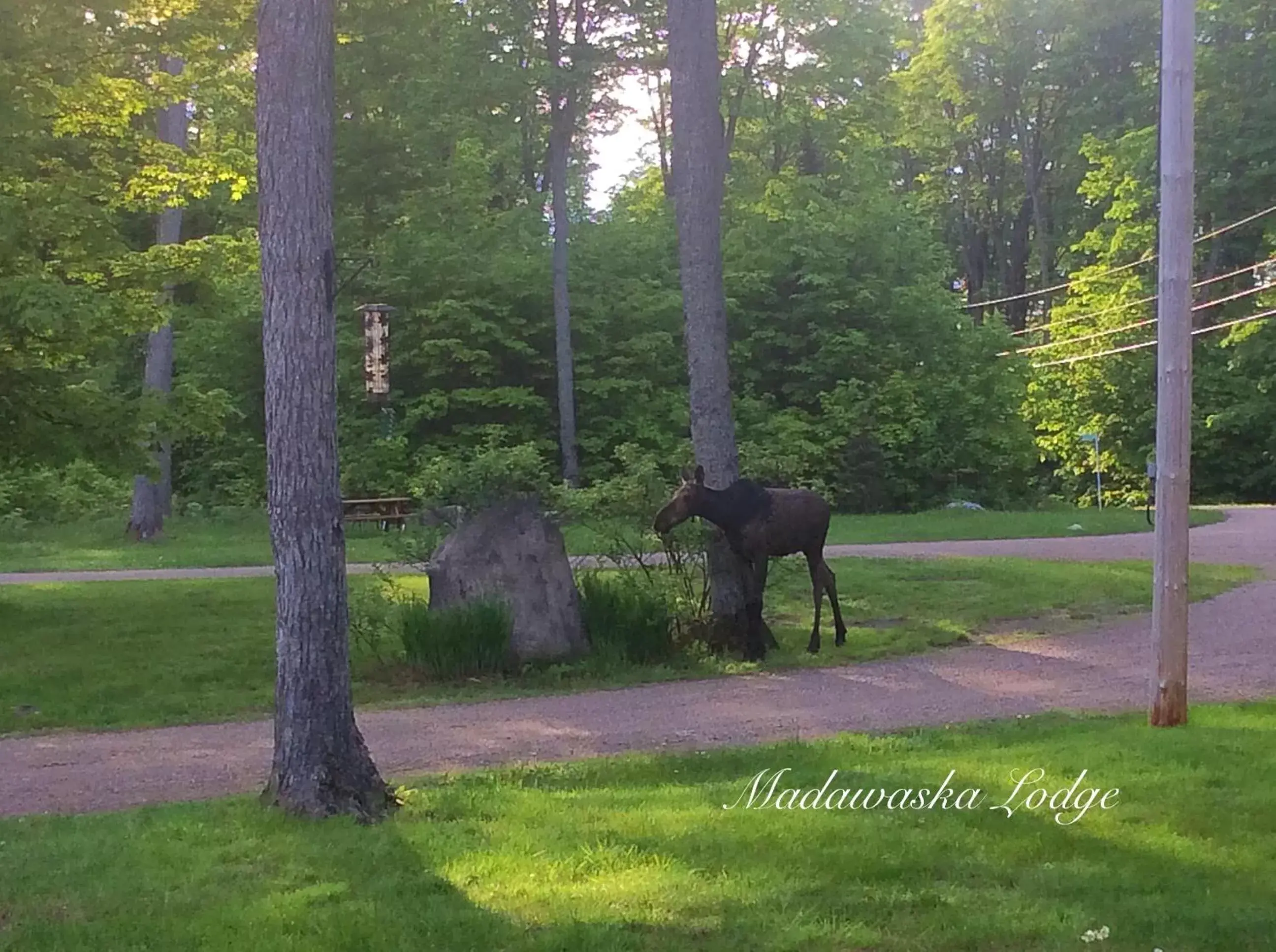 Garden in Madawaska Lodge