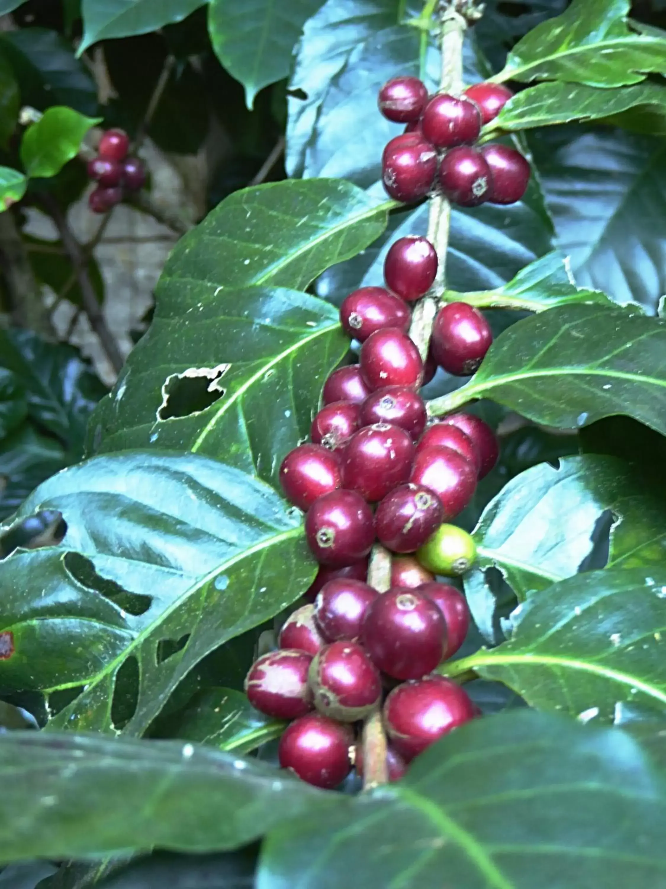 Garden, Food in Pura Vida Hotel