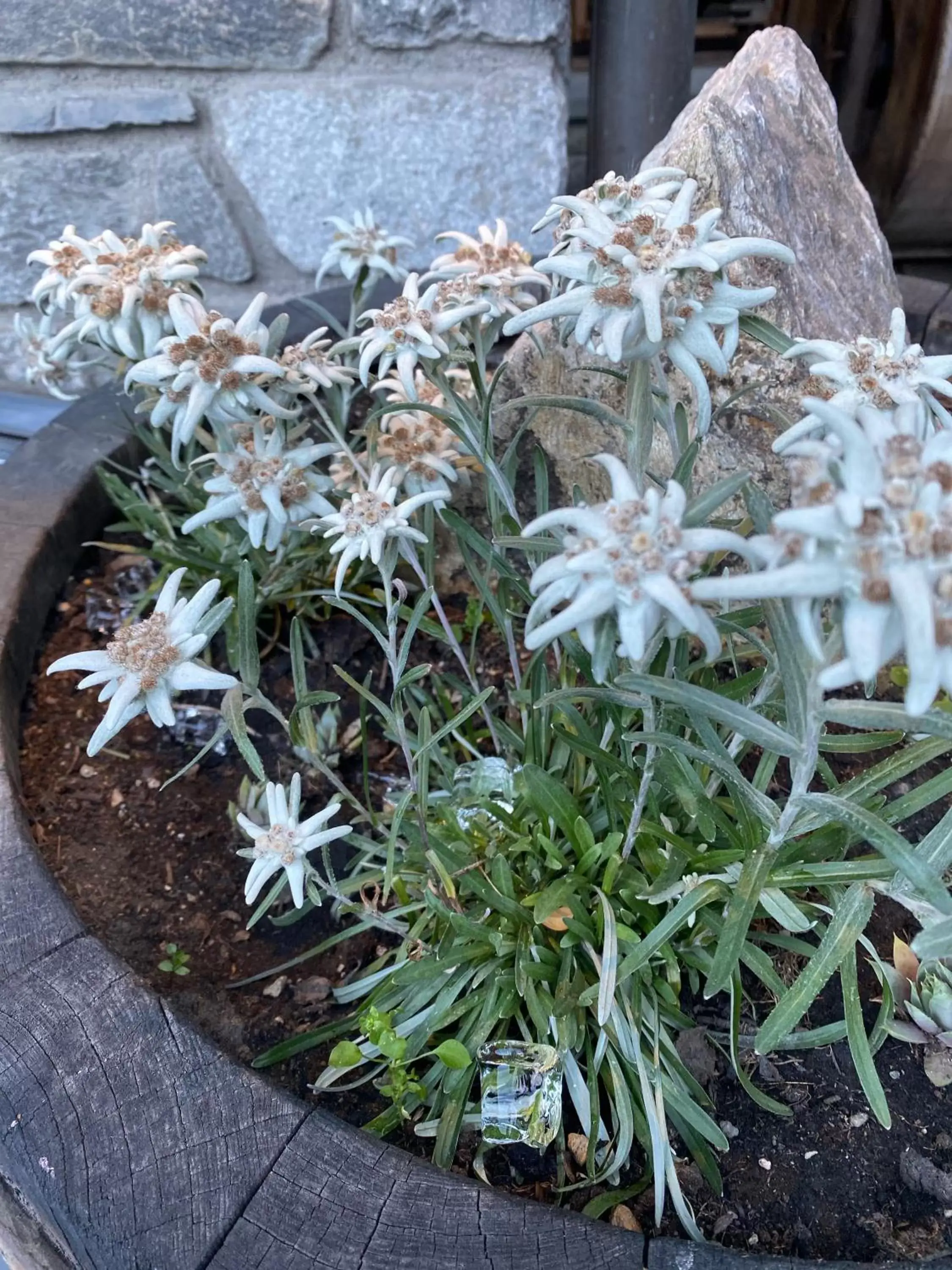 Garden in Hotel Walser Courmayeur