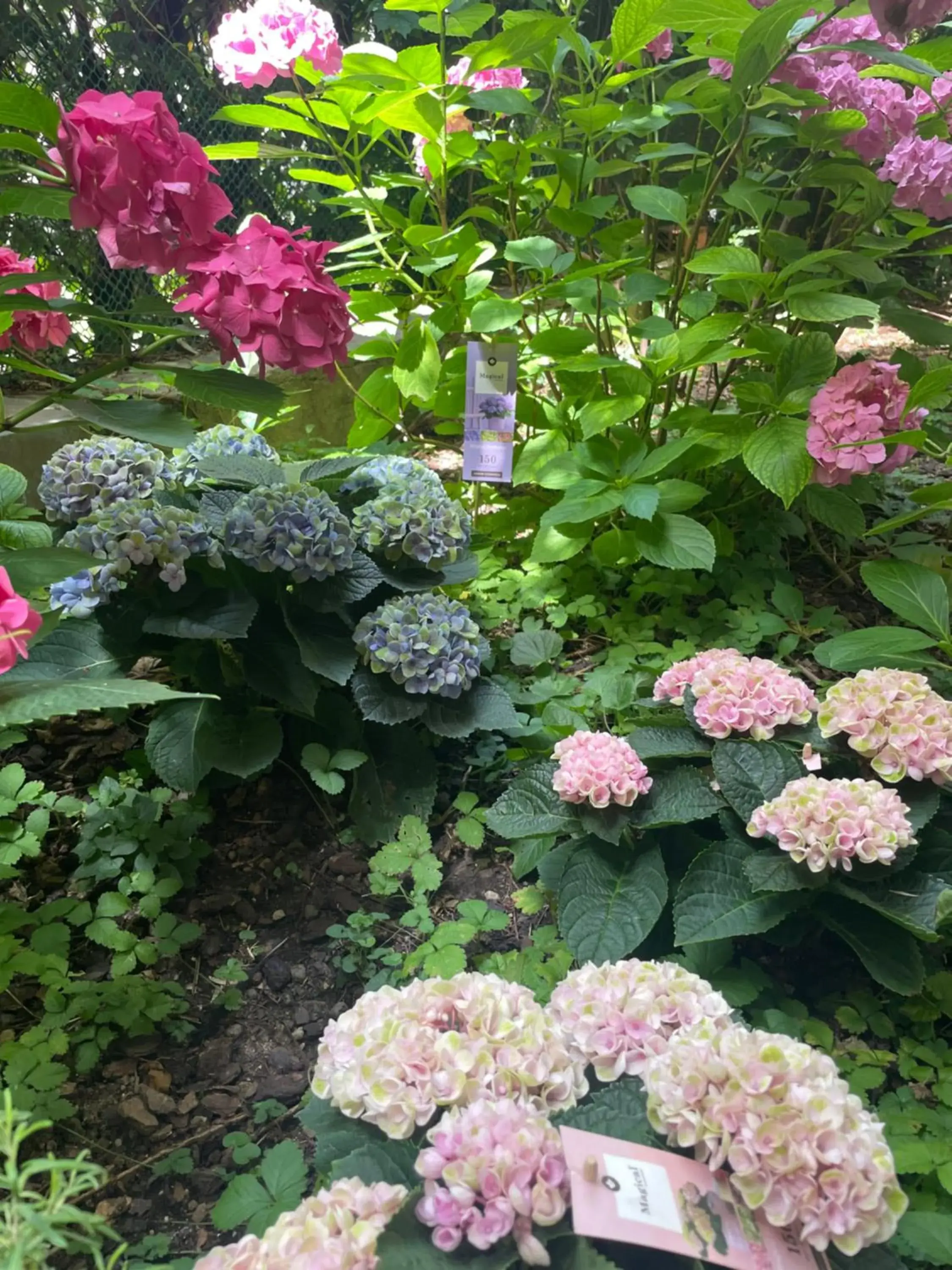 Garden in Hotel Colombia