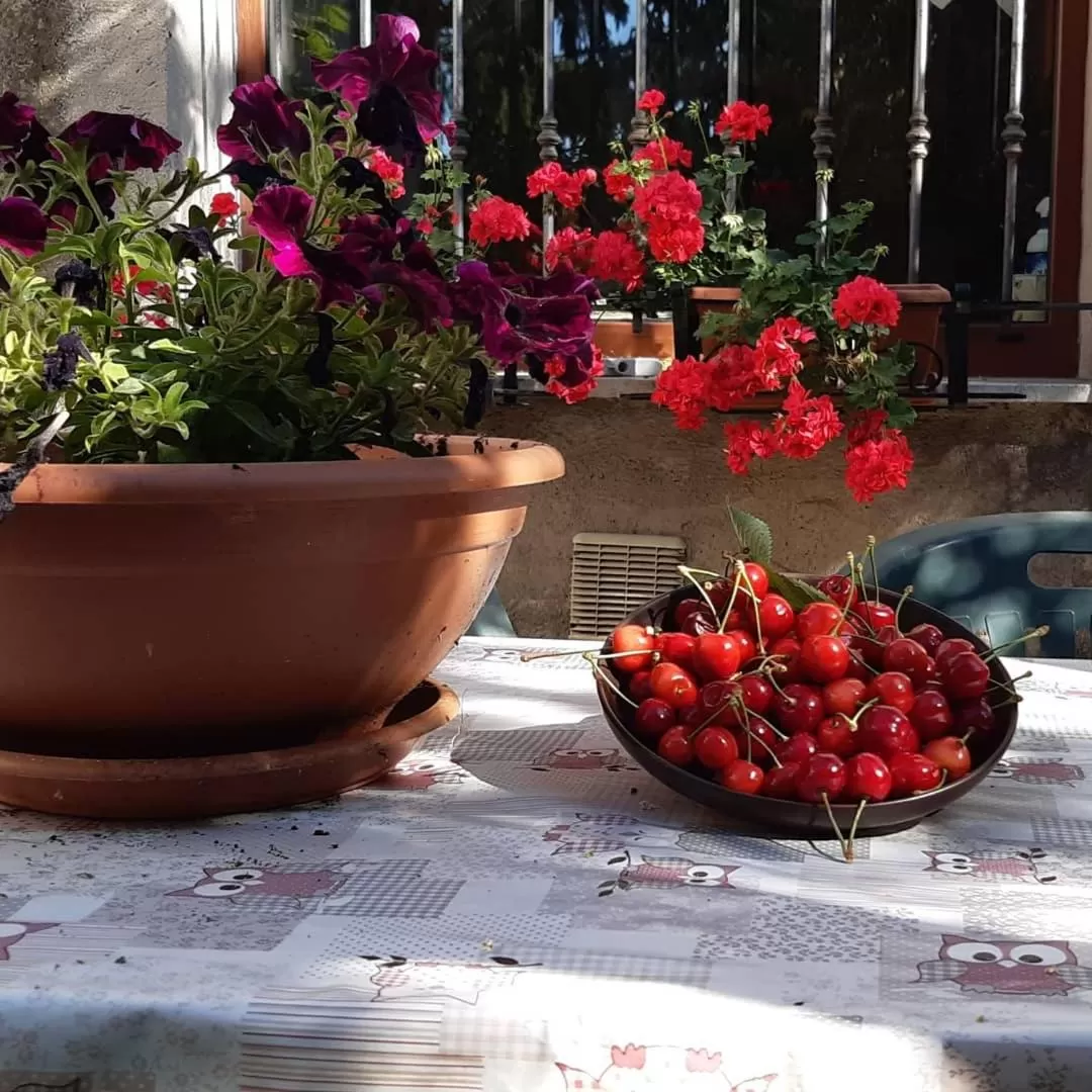 Garden in B&B MAMMA ARI