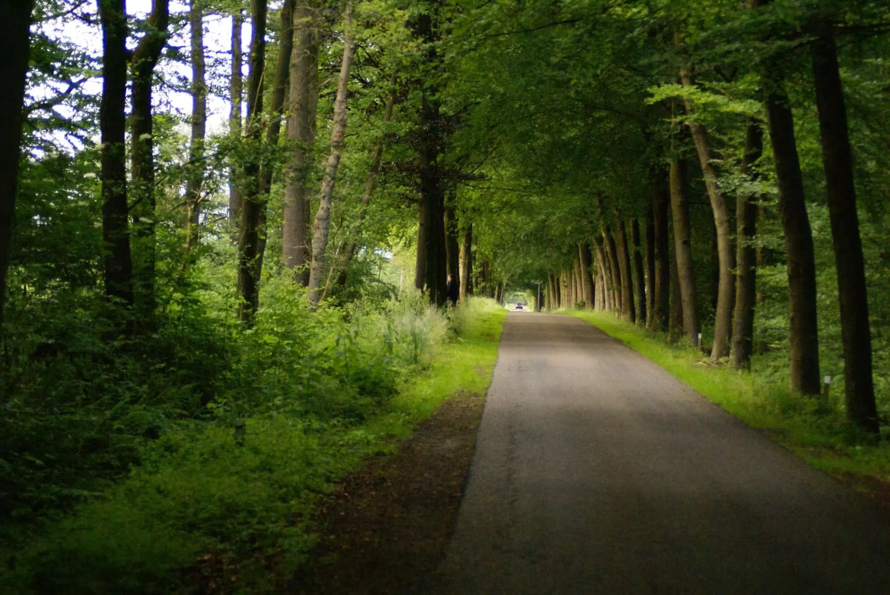 Natural landscape, Garden in Veenemaat