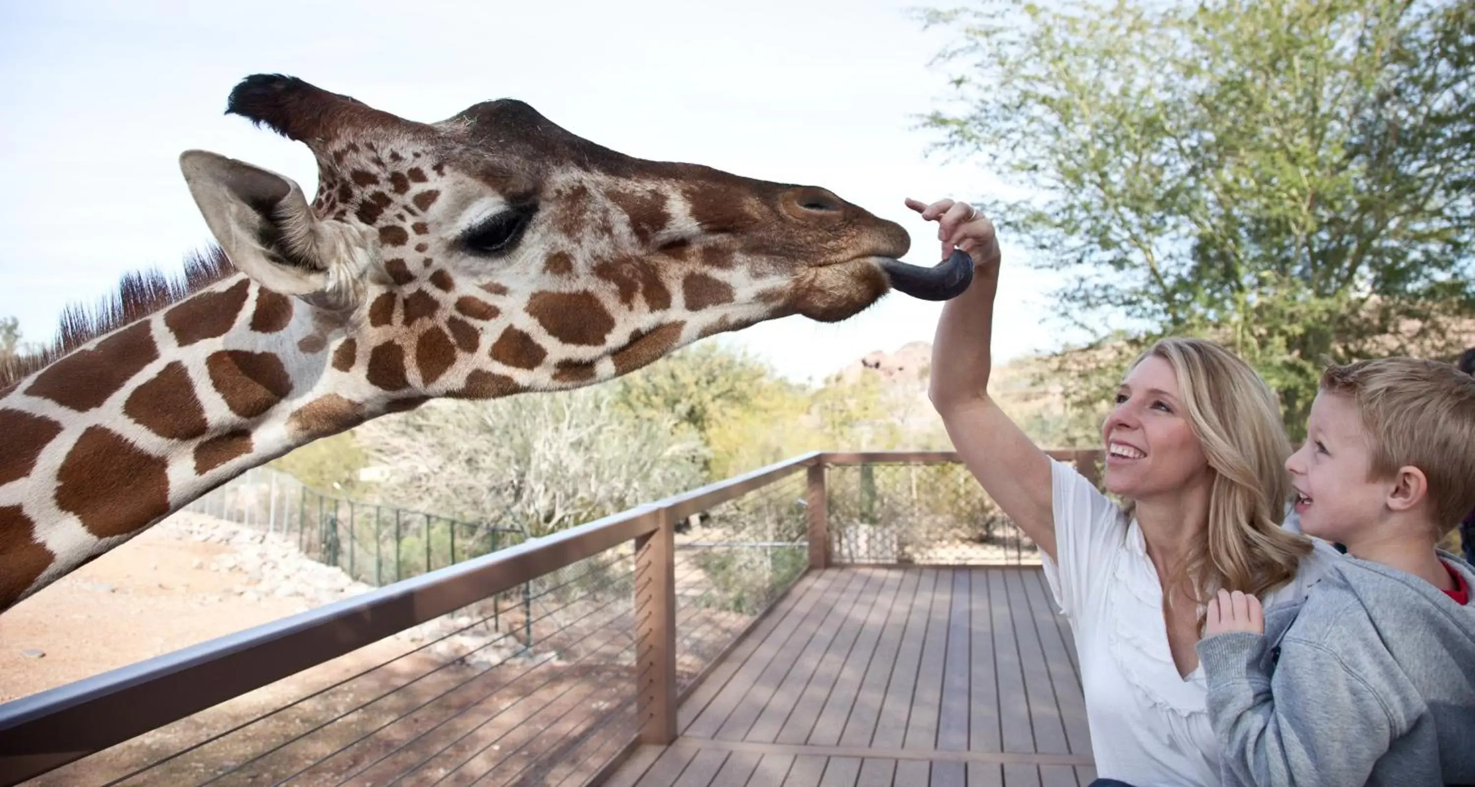 Nearby landmark, Other Animals in Holiday Inn Express & Suites - Phoenix - Airport North, an IHG Hotel