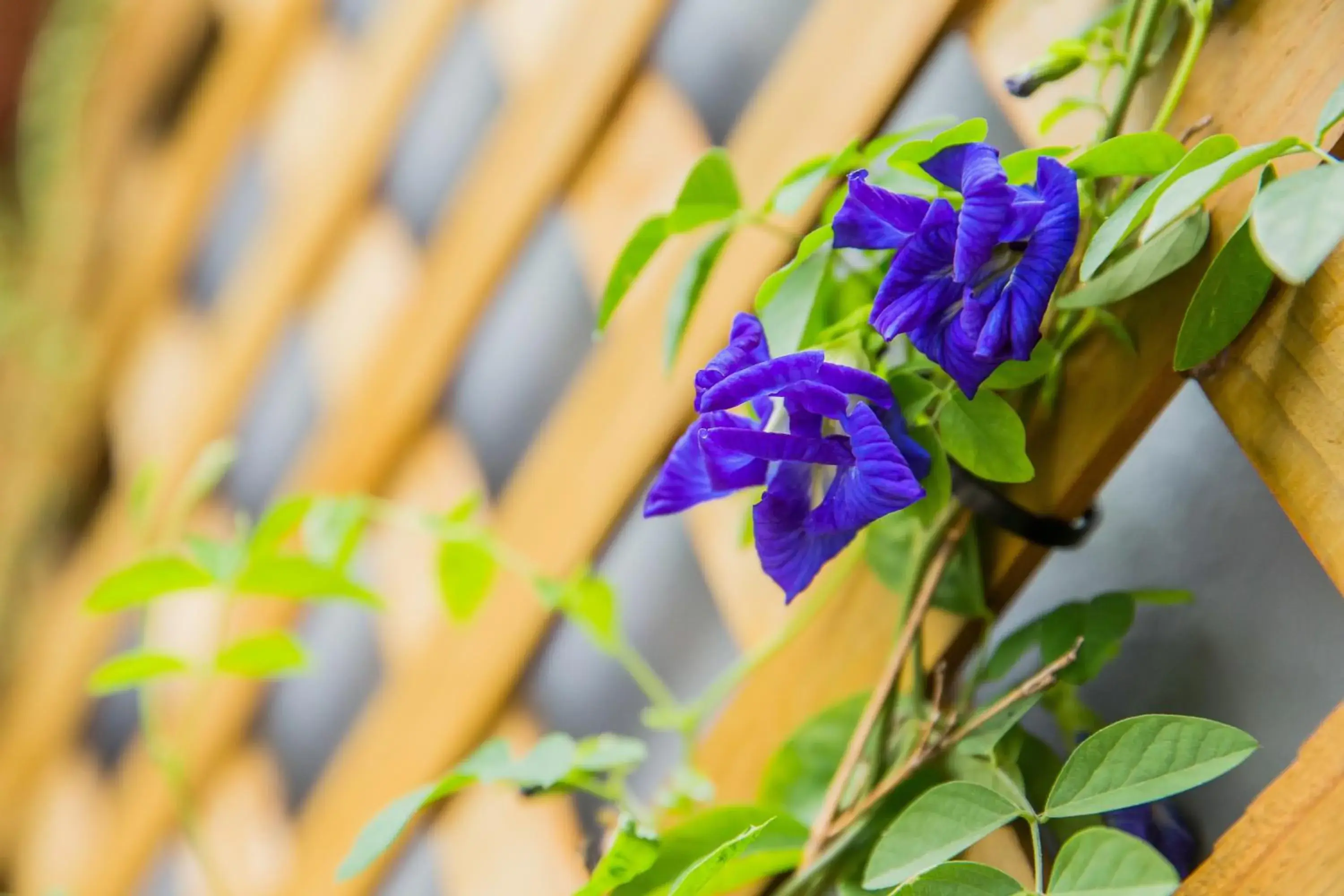 Garden in D'Well Hostel