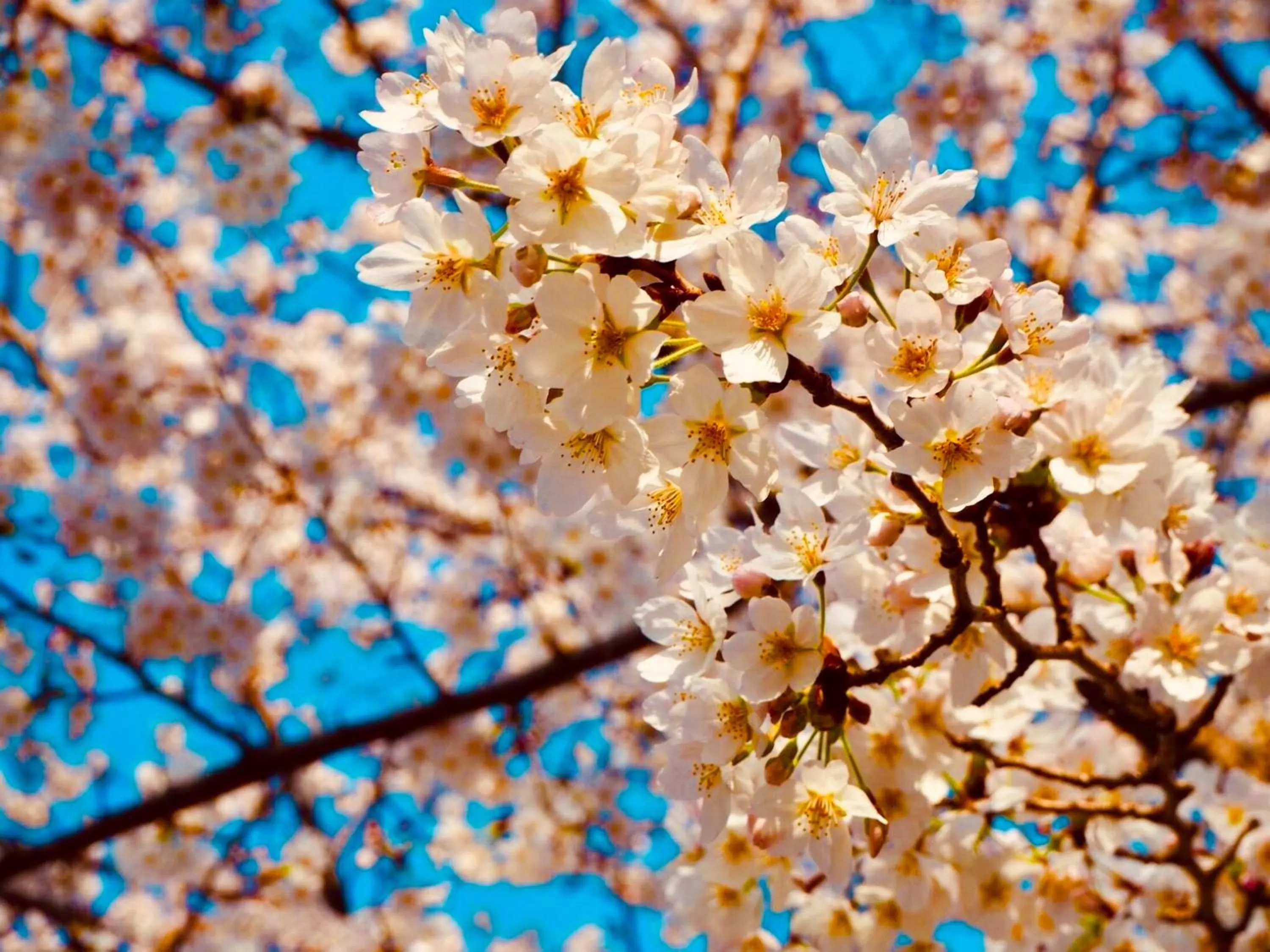 Spring in APA Hotel Keisei Ueno Ekimae