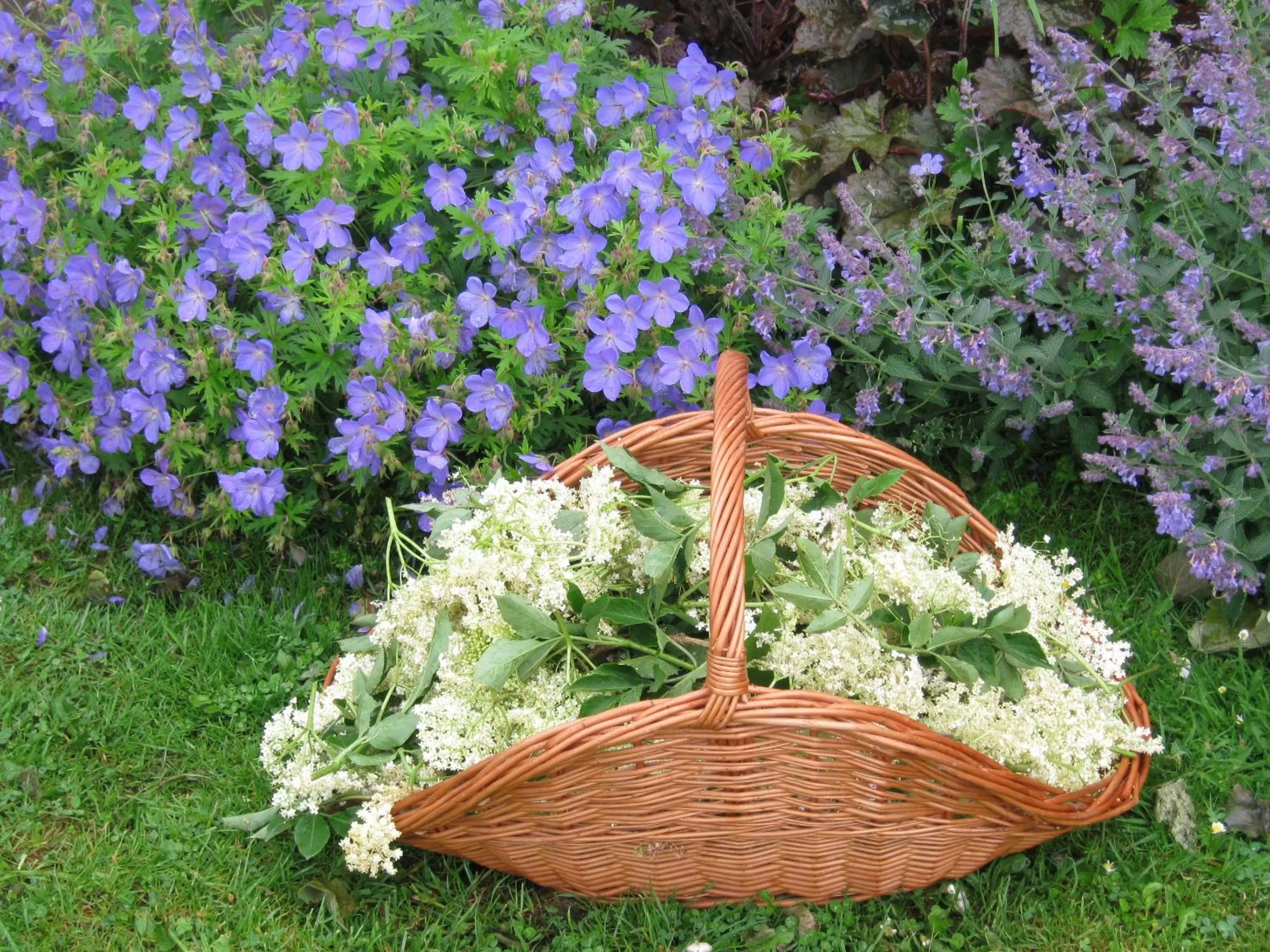Garden in Hollamoor Farm